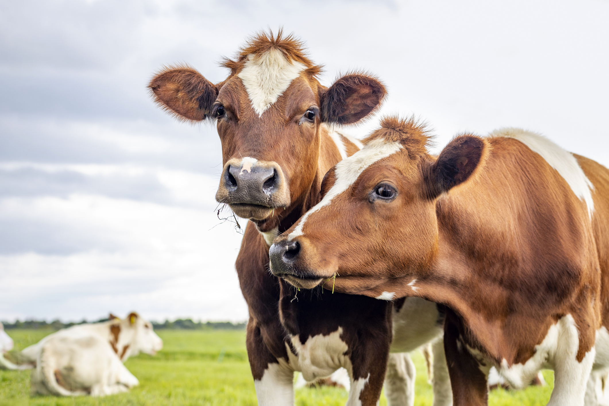 Innovative Solutions Bring Positive Change to Energy and Agriculture
