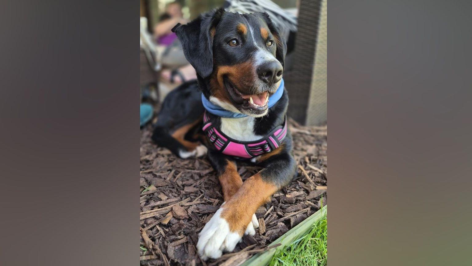 Charity sees more than 1,000 dog rehoming requests