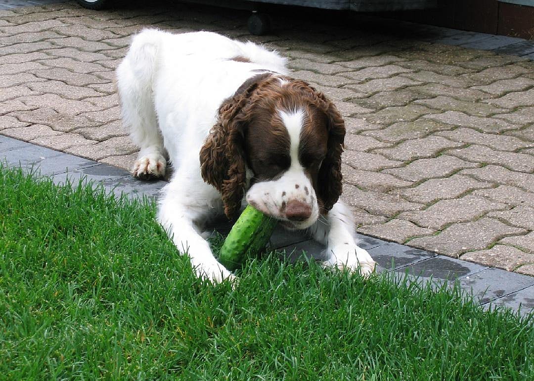 The 25 absolute worst human foods to give your dog—and 25 that are ...