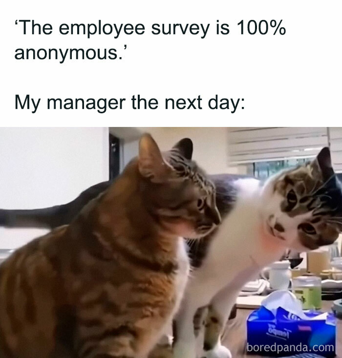78 Funny Animal Memes That Might Just Improve Your Mood AOL