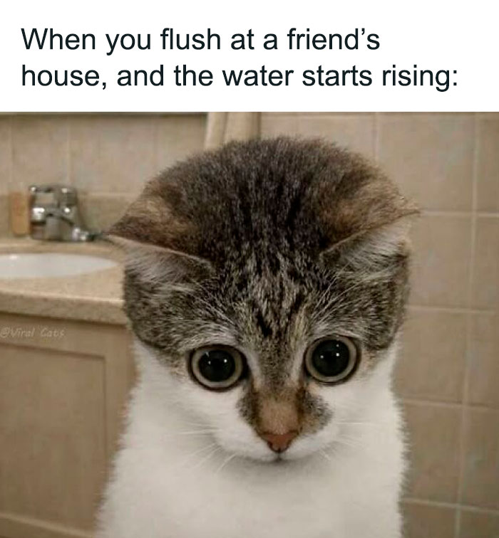 78-funny-animal-memes-that-might-just-improve-your-mood-aol