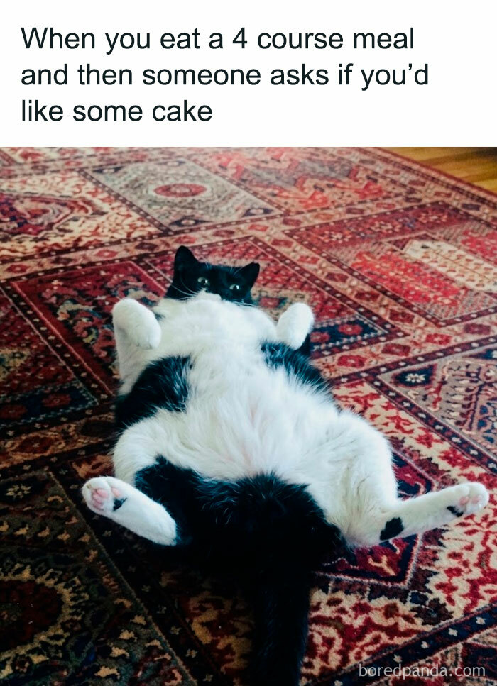 78 Funny Animal Memes That Might Just Improve Your Mood AOL