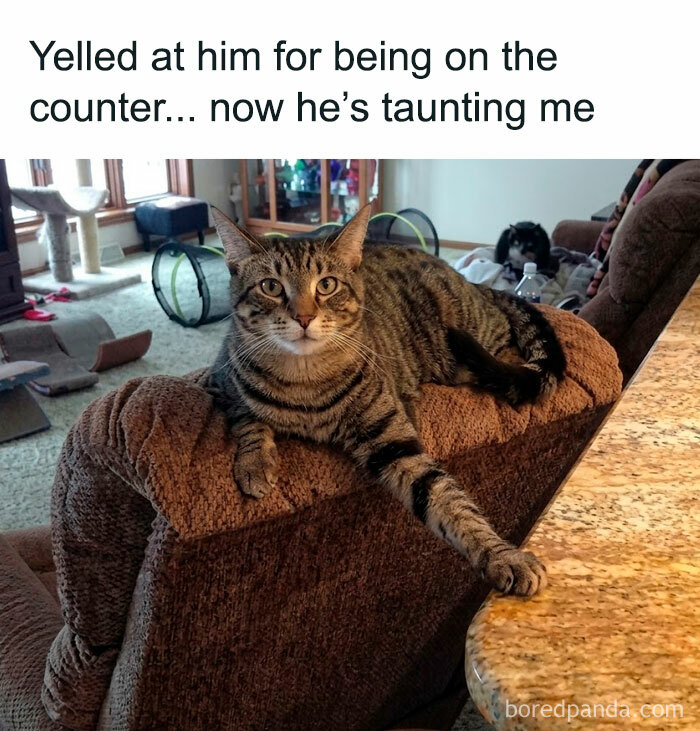 78-funny-animal-memes-that-might-just-improve-your-mood-aol