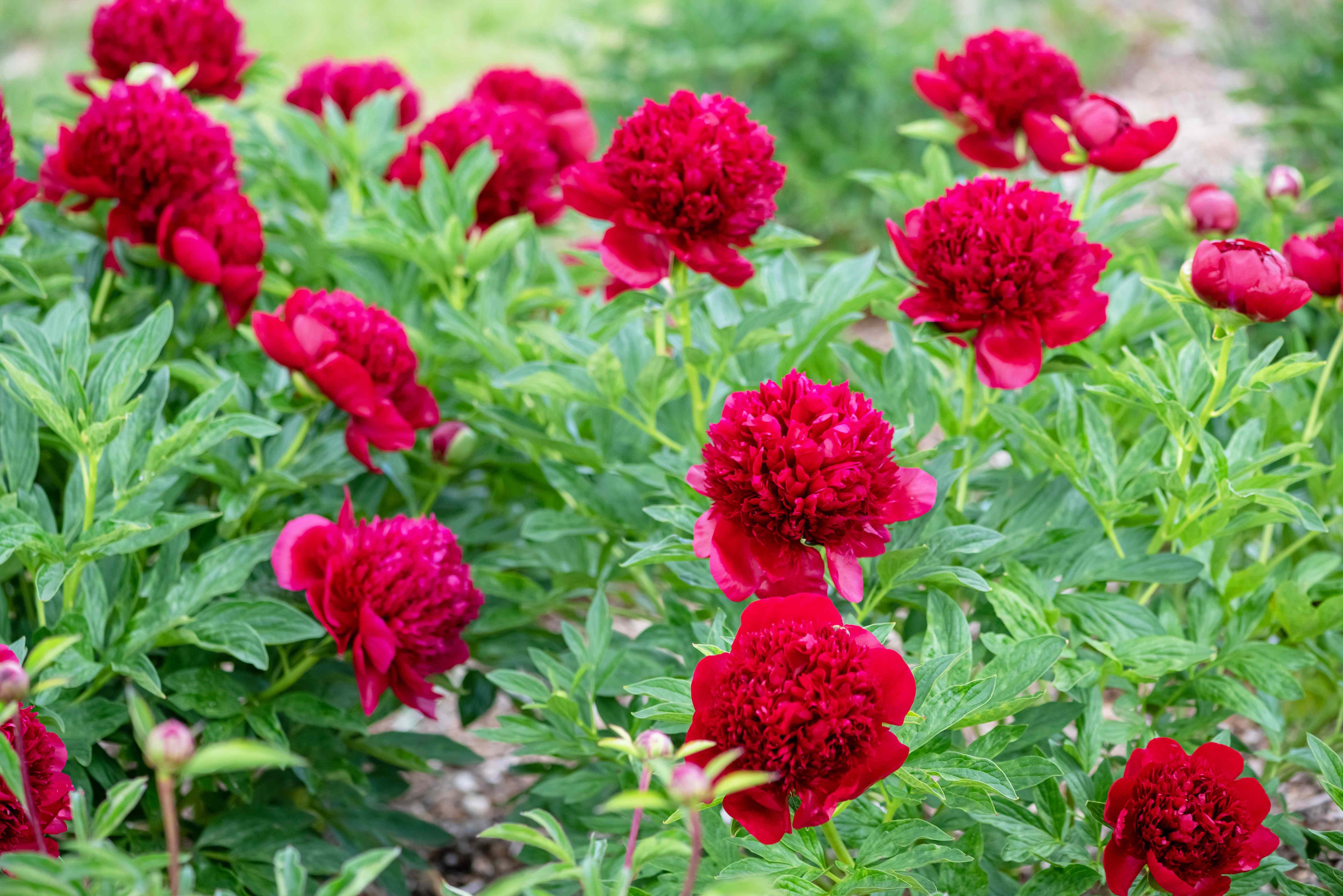 33 Flowering Perennials You Should Cut Back in Fall for Better Blooms ...