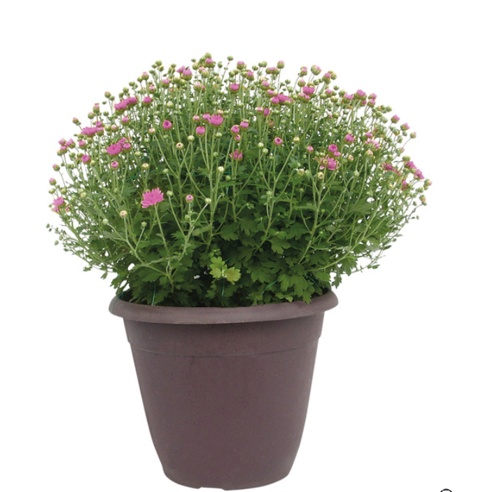 Aldi Is About to Drop $20 Fall Mums, and Porch Season Just Got Better - AOL