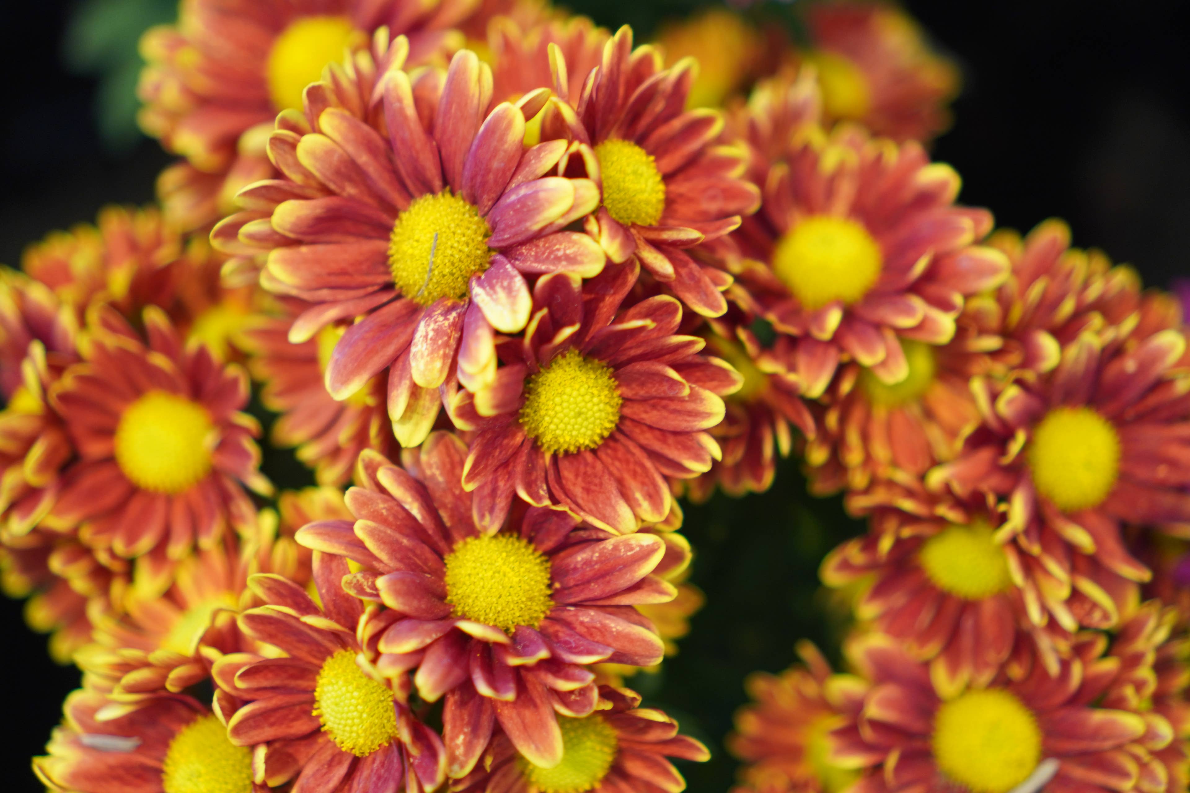 Fall Munm Aldi Is About to Drop $20 Fall Mums, and Porch Season Just Got Better - AOL