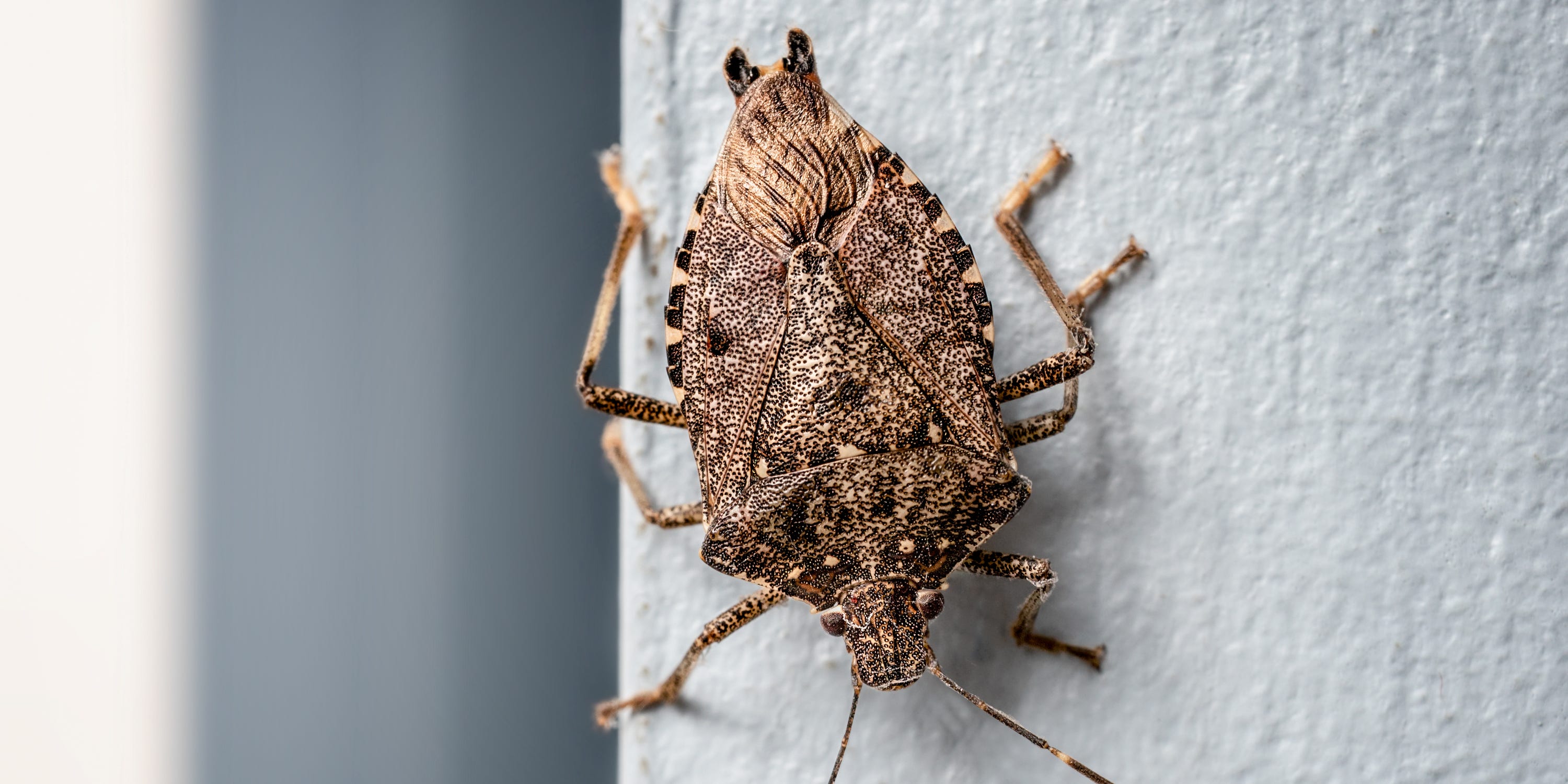 Brown marmorated stink bugs migrate indoors for winter