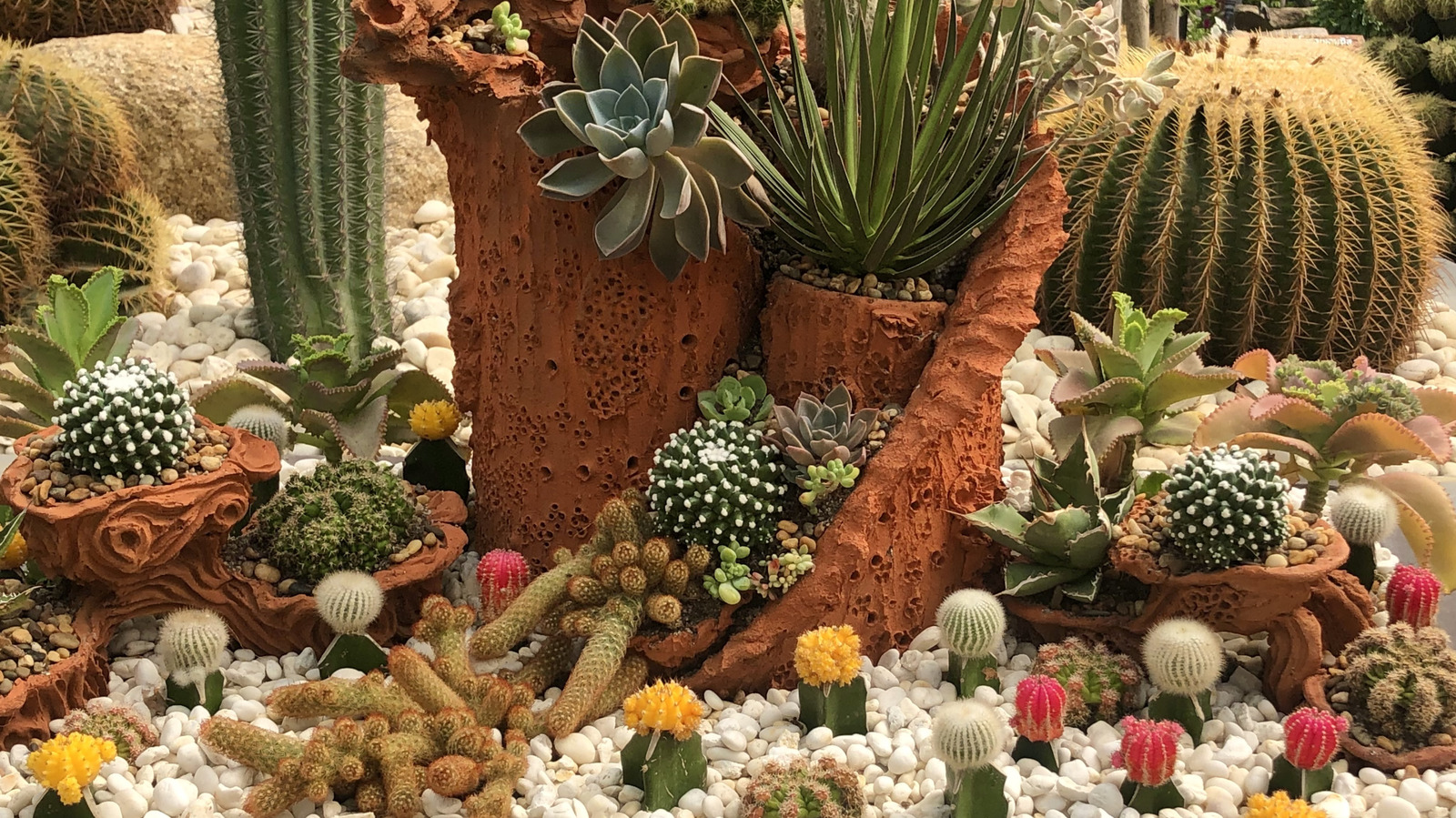 Grow One Popular Herb With Your Succulents And Watch Them Both Thrive