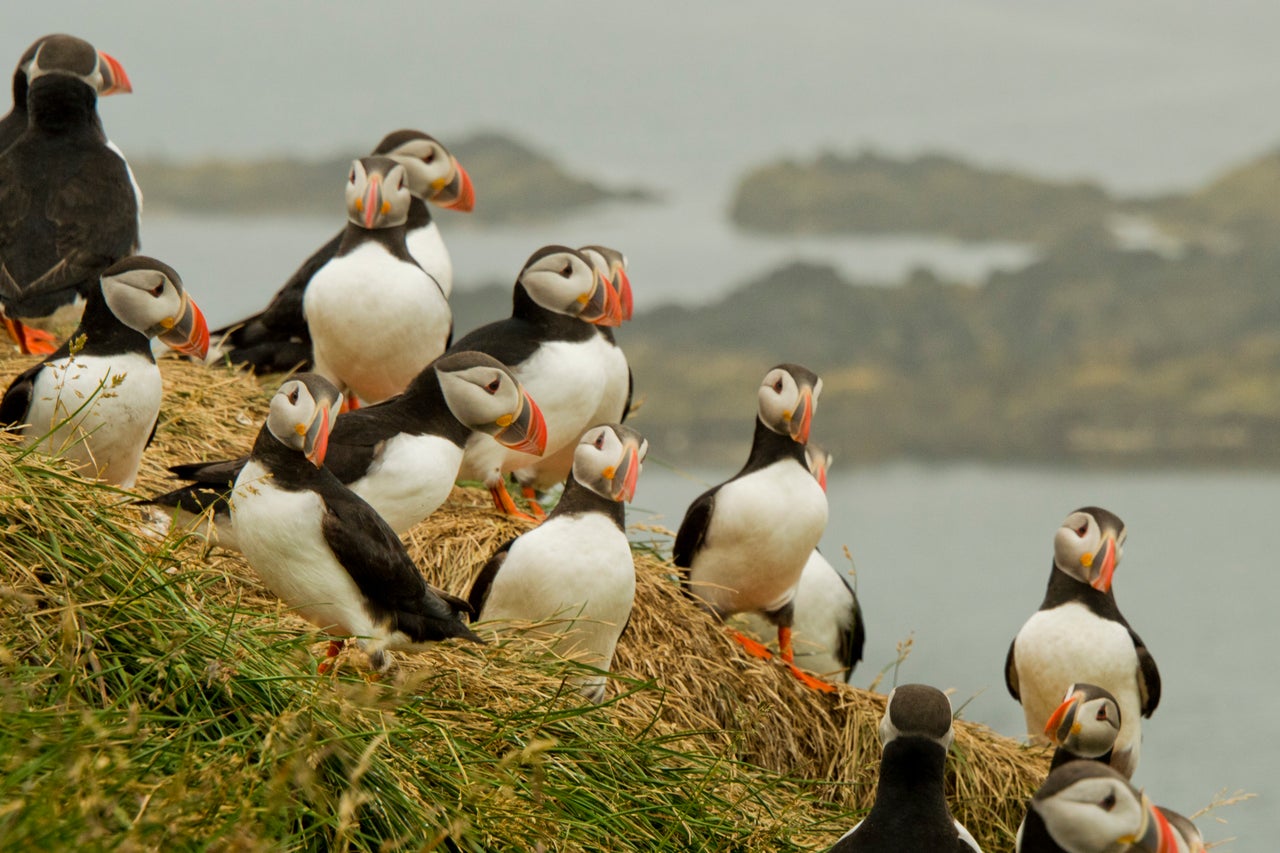 The best holidays for budding birdwatchers - AOL