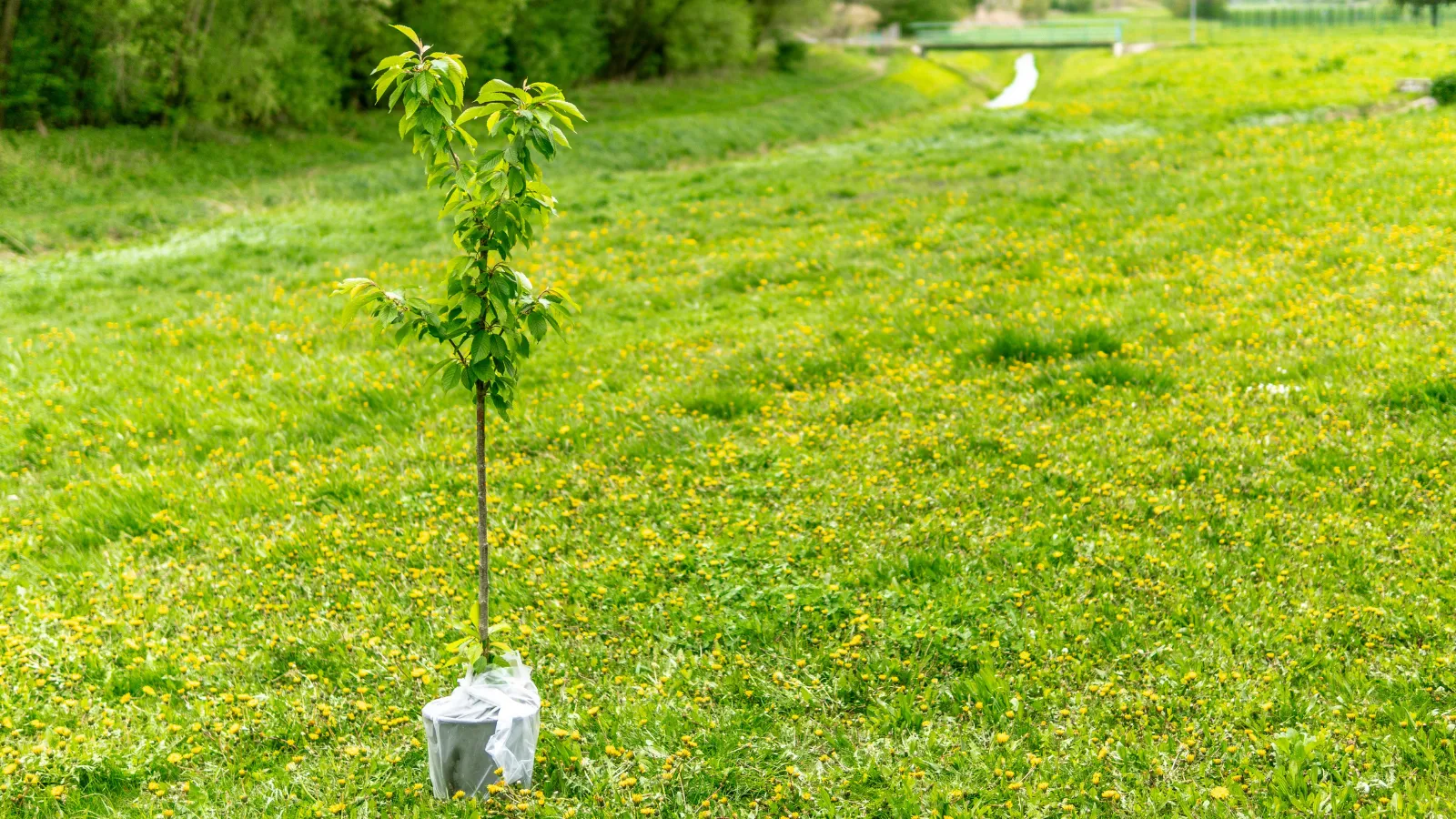 Homeowners Fight Back Over HOA Request to Replace Dead Trees - AOL