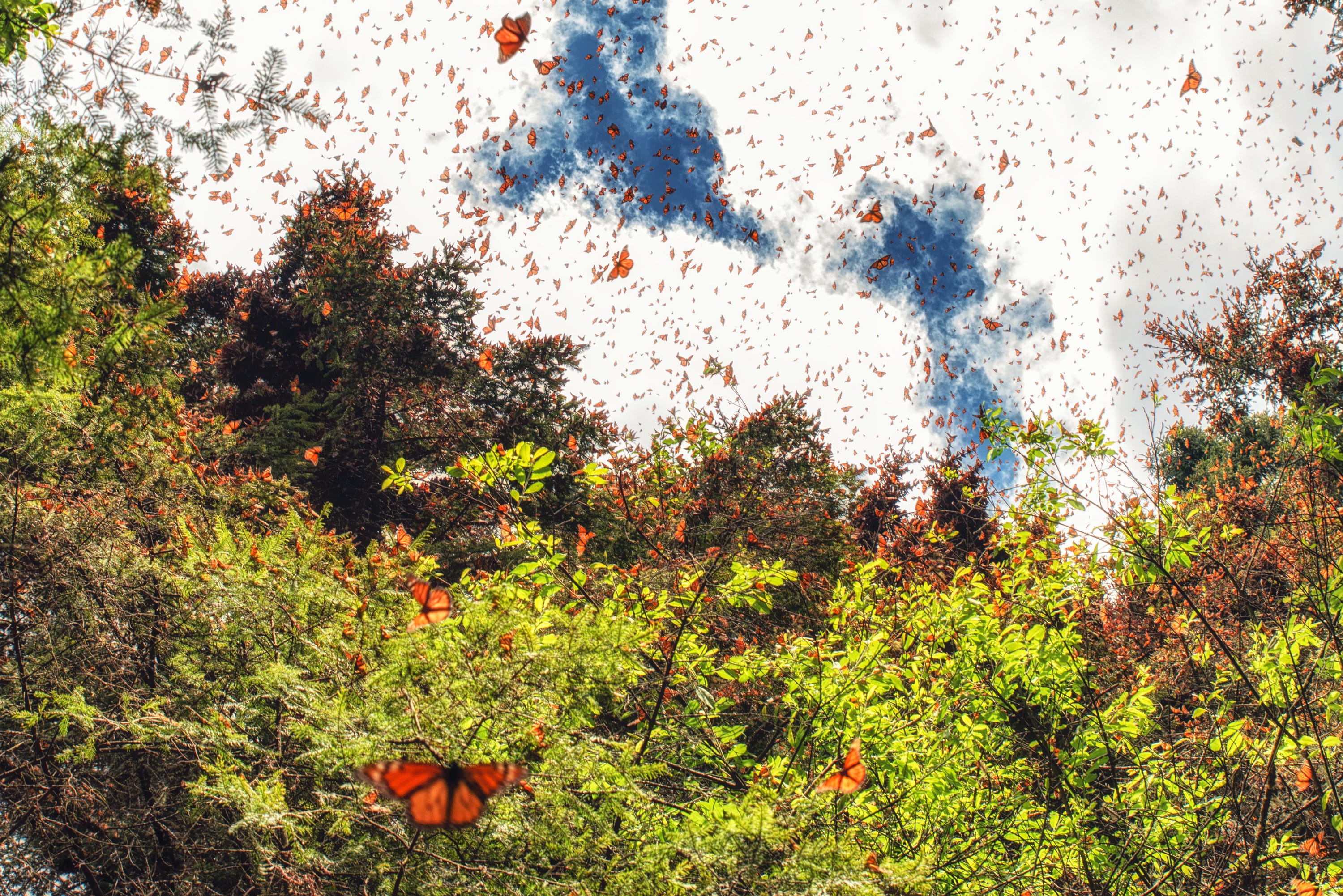 This Map Shows When Monarch Butterflies Will Be Seen in Backyard - AOL