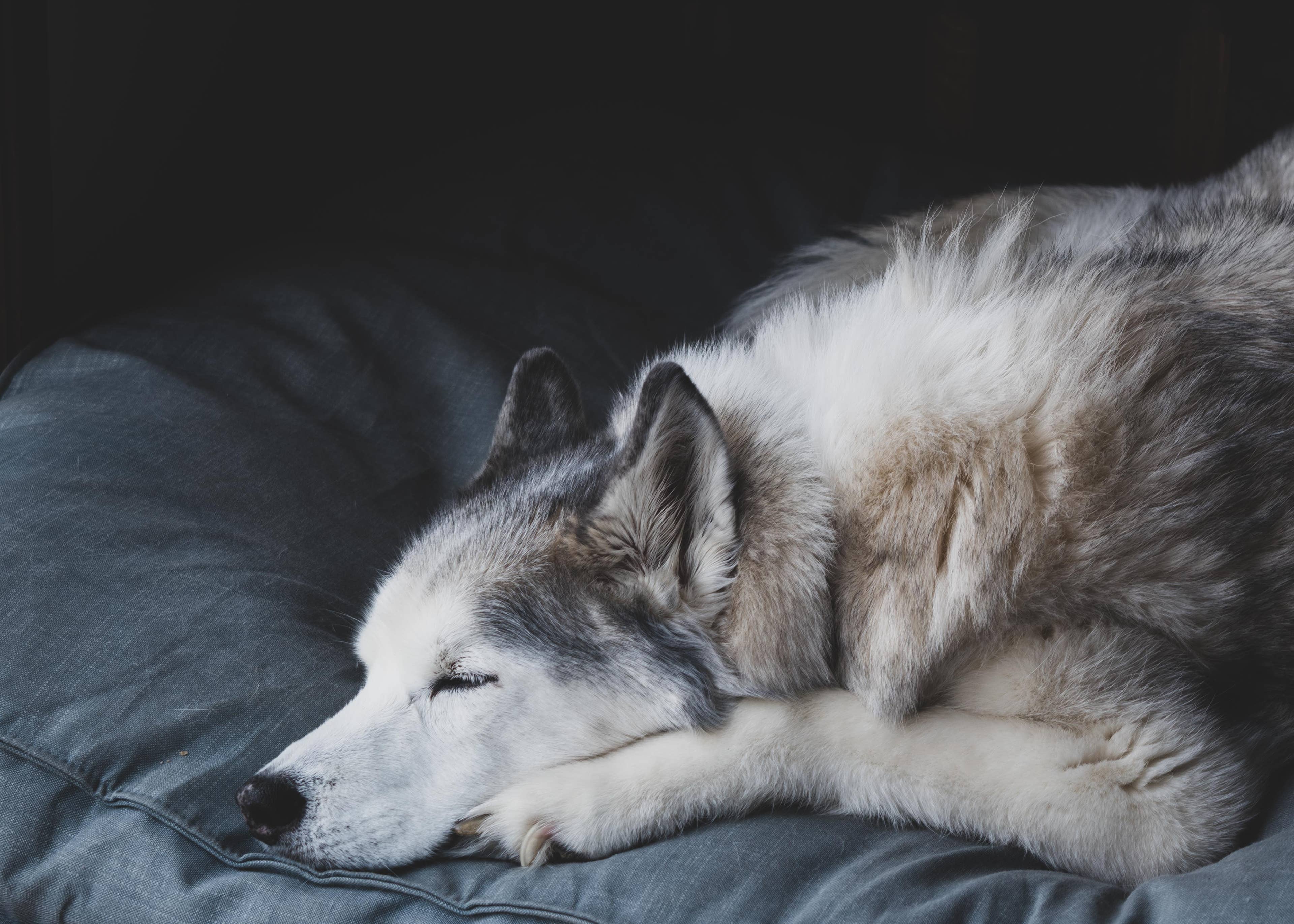 Pet Parent Hoped for an Active Dog—Their Husky Had Very Different Ideas