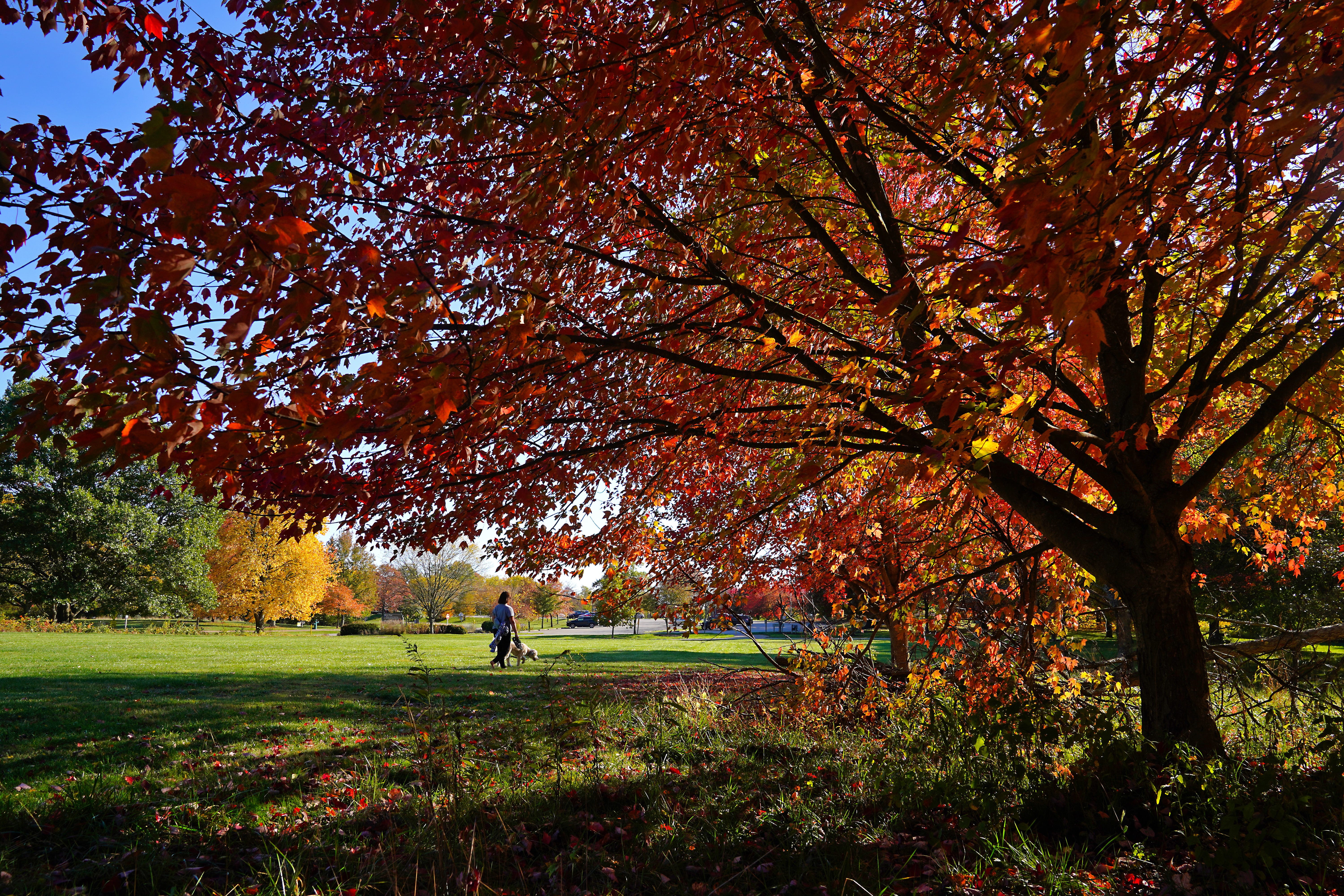 When will peak fall colors reach Cincinnati? See 2026 foliage maps - AOL