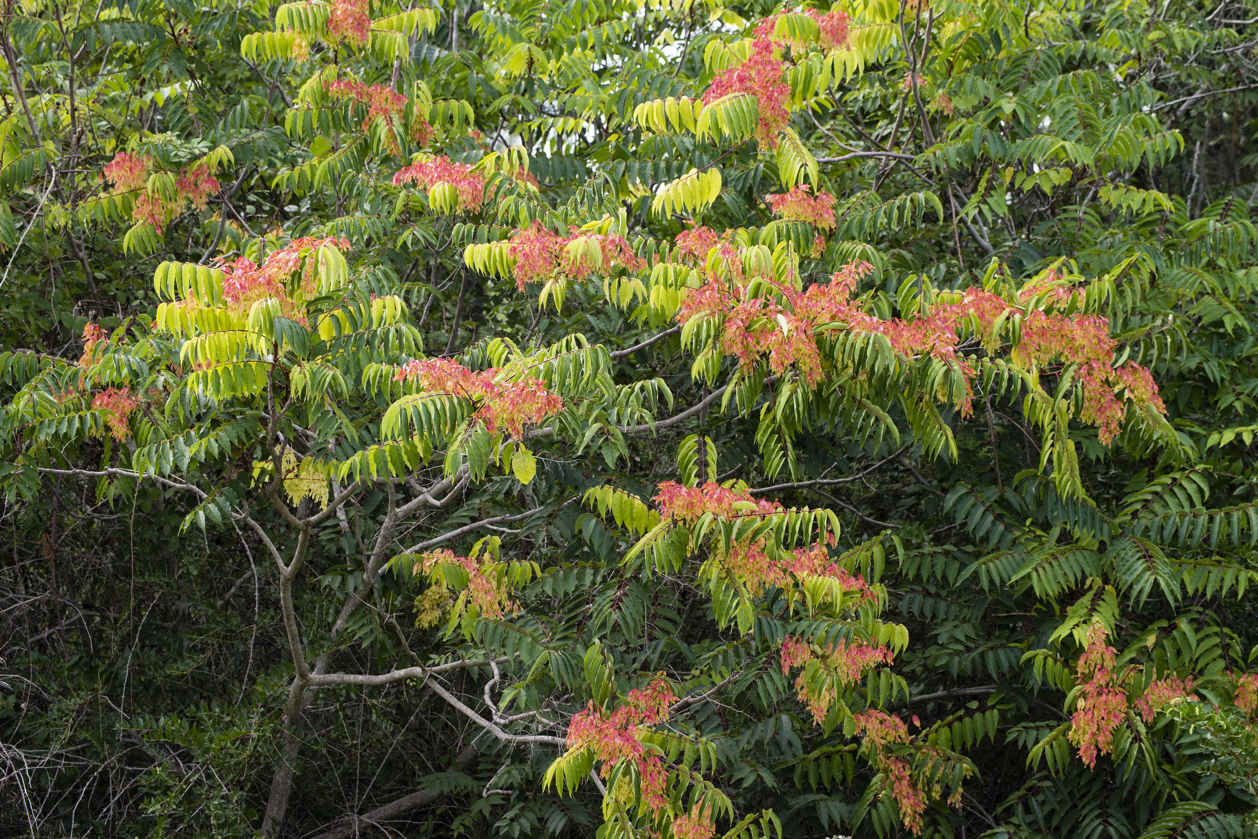 6 Trees That Seem Like A Good Idea—Until They Take Over