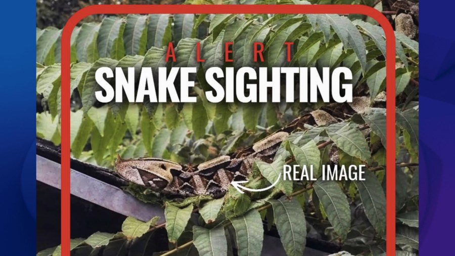 Extremely venomous African viper loose in Southern California ...