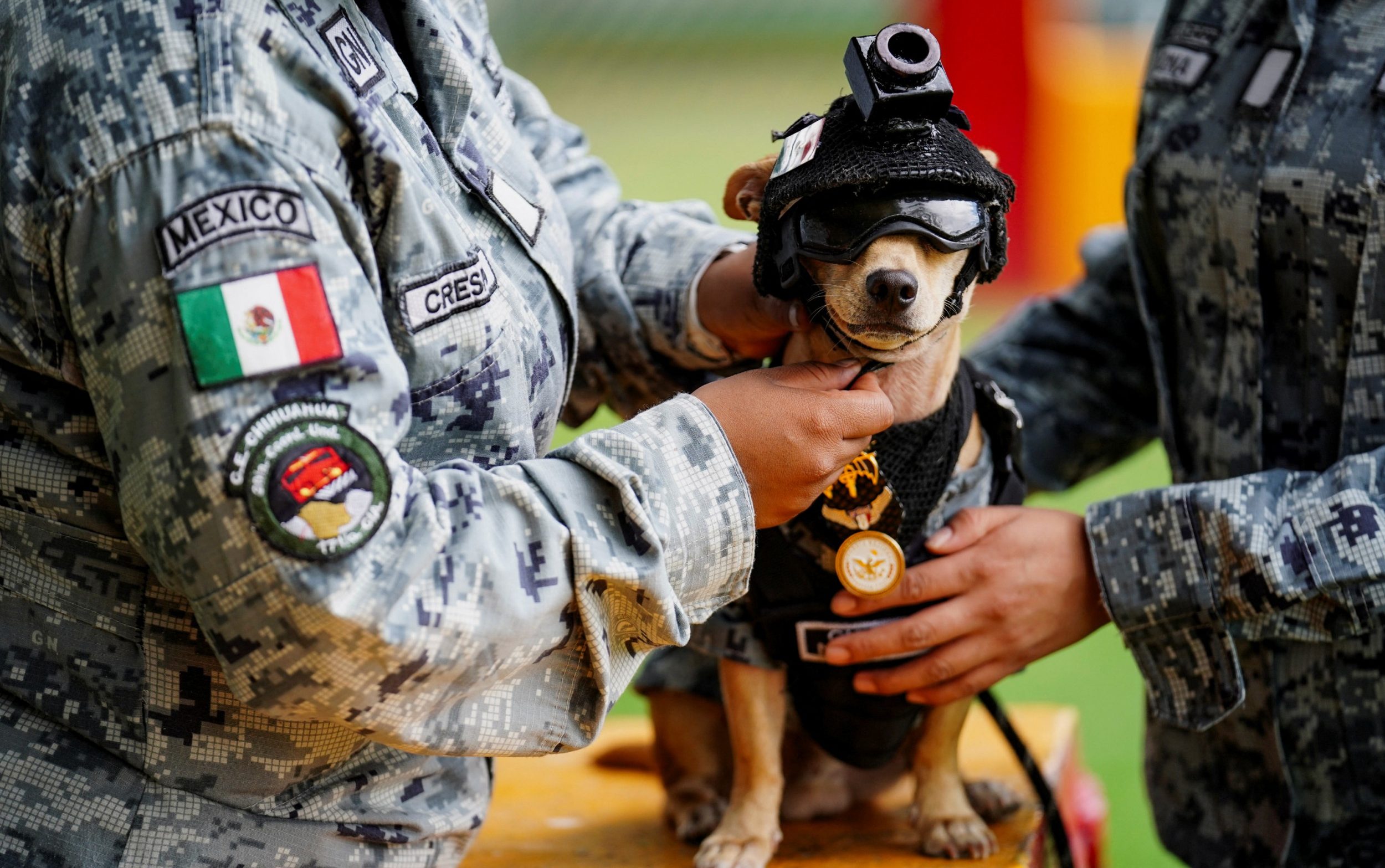 Mexican military’s latest recruit: Comando the Chihuahua - AOL
