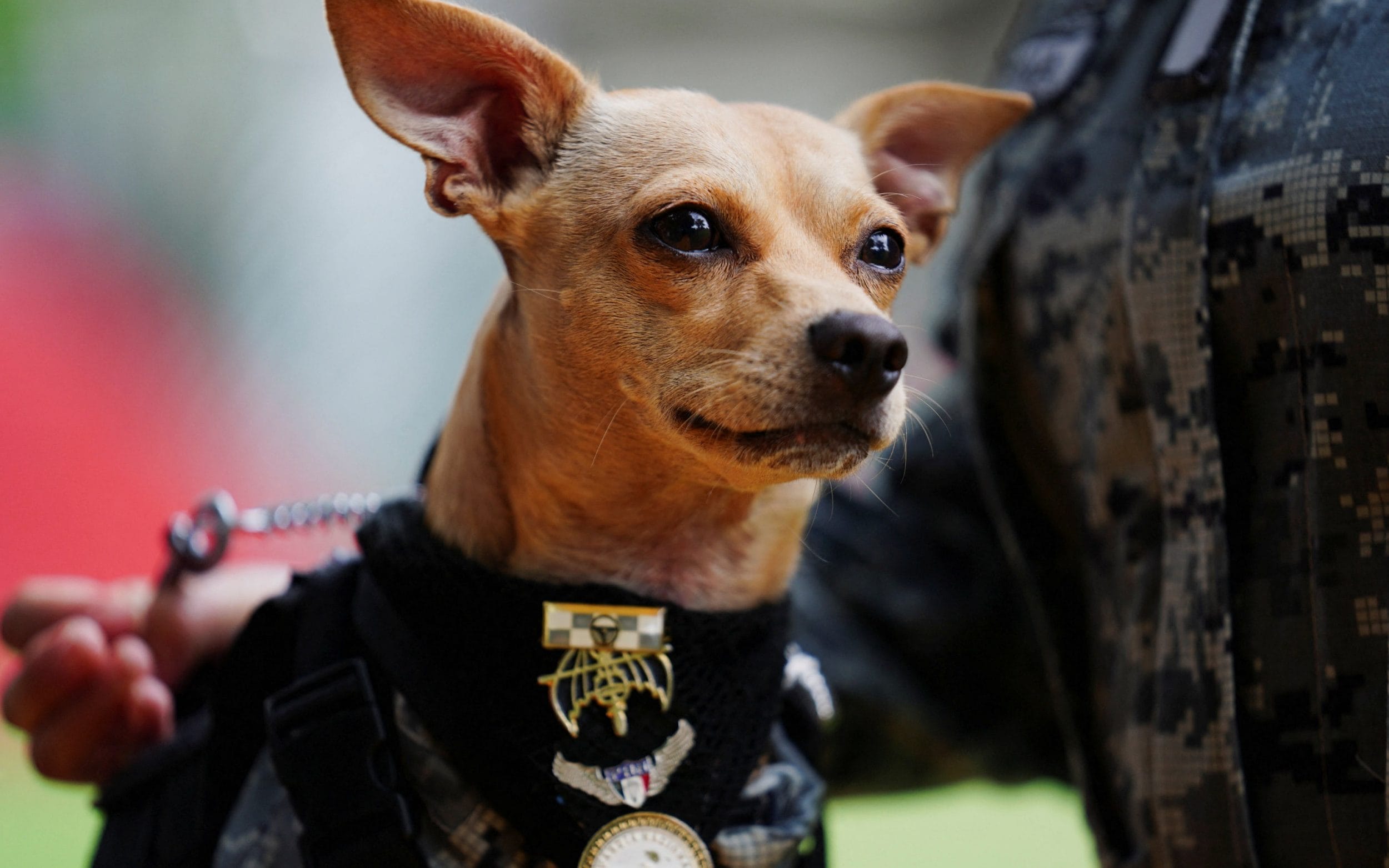 Mexican military’s latest recruit: Comando the Chihuahua - AOL