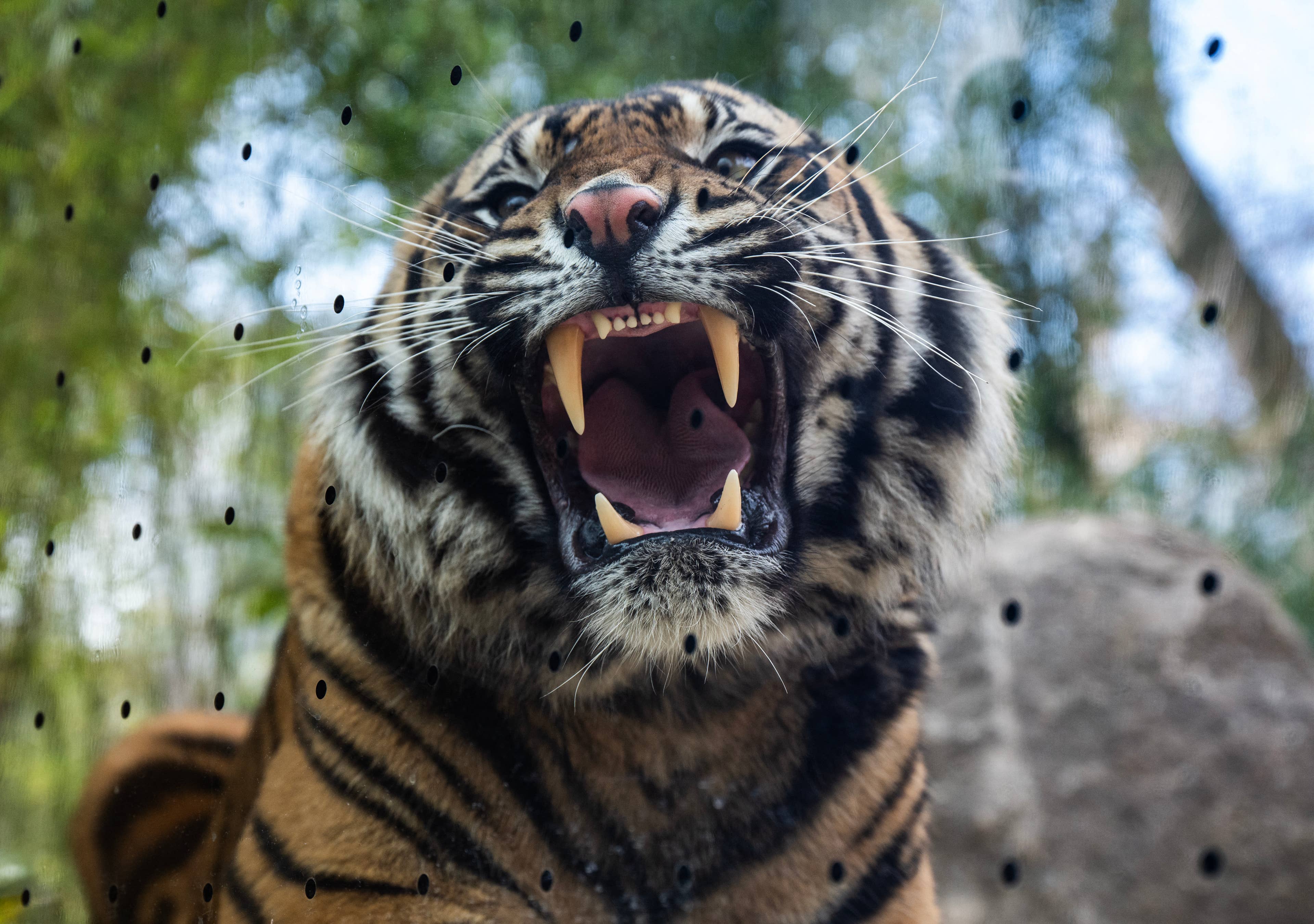 Disney World is Losing a Fan-Favorite Tiger for Breeding