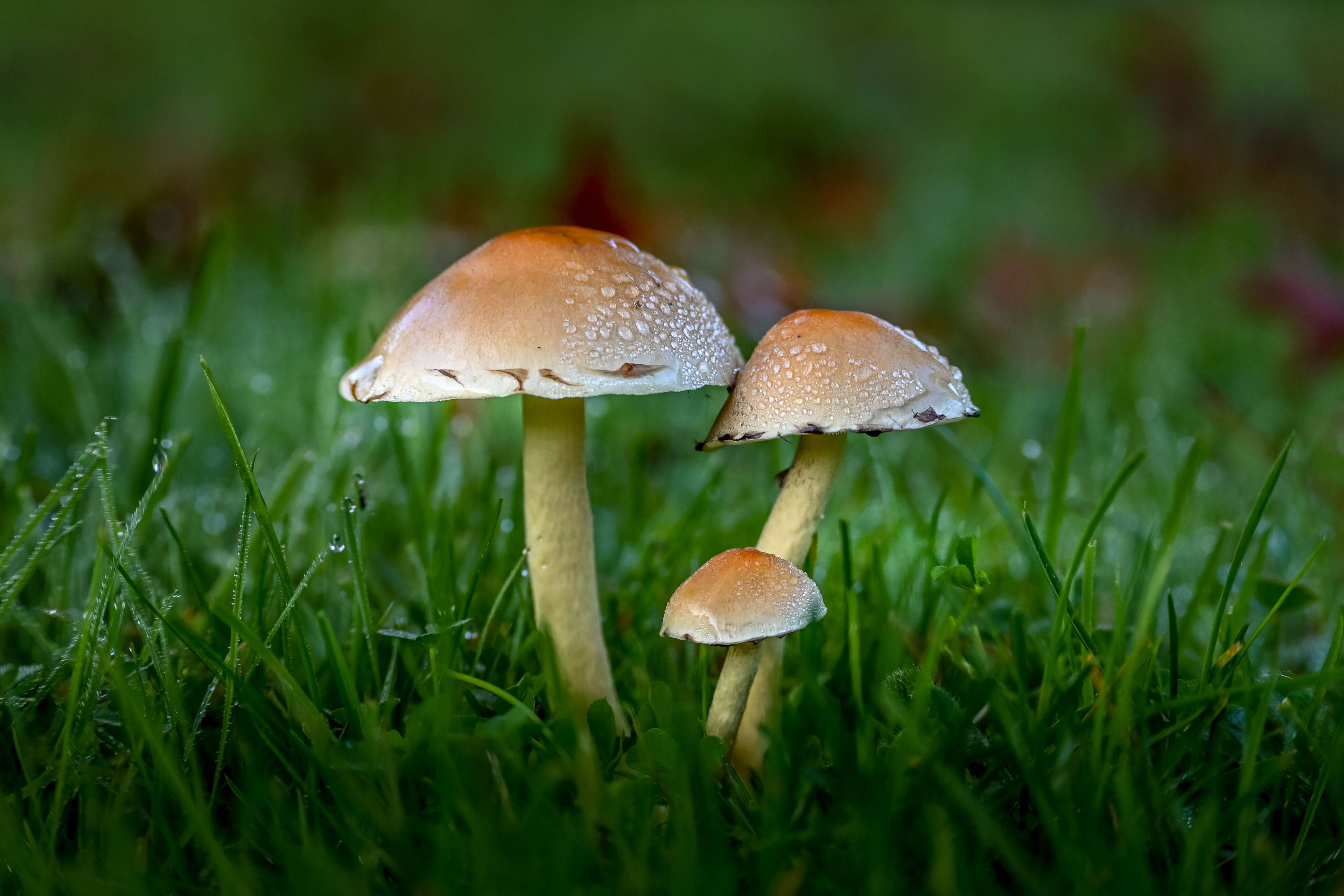 Discover What Mushrooms in Your Yard Reveal About Lawn Health and Care