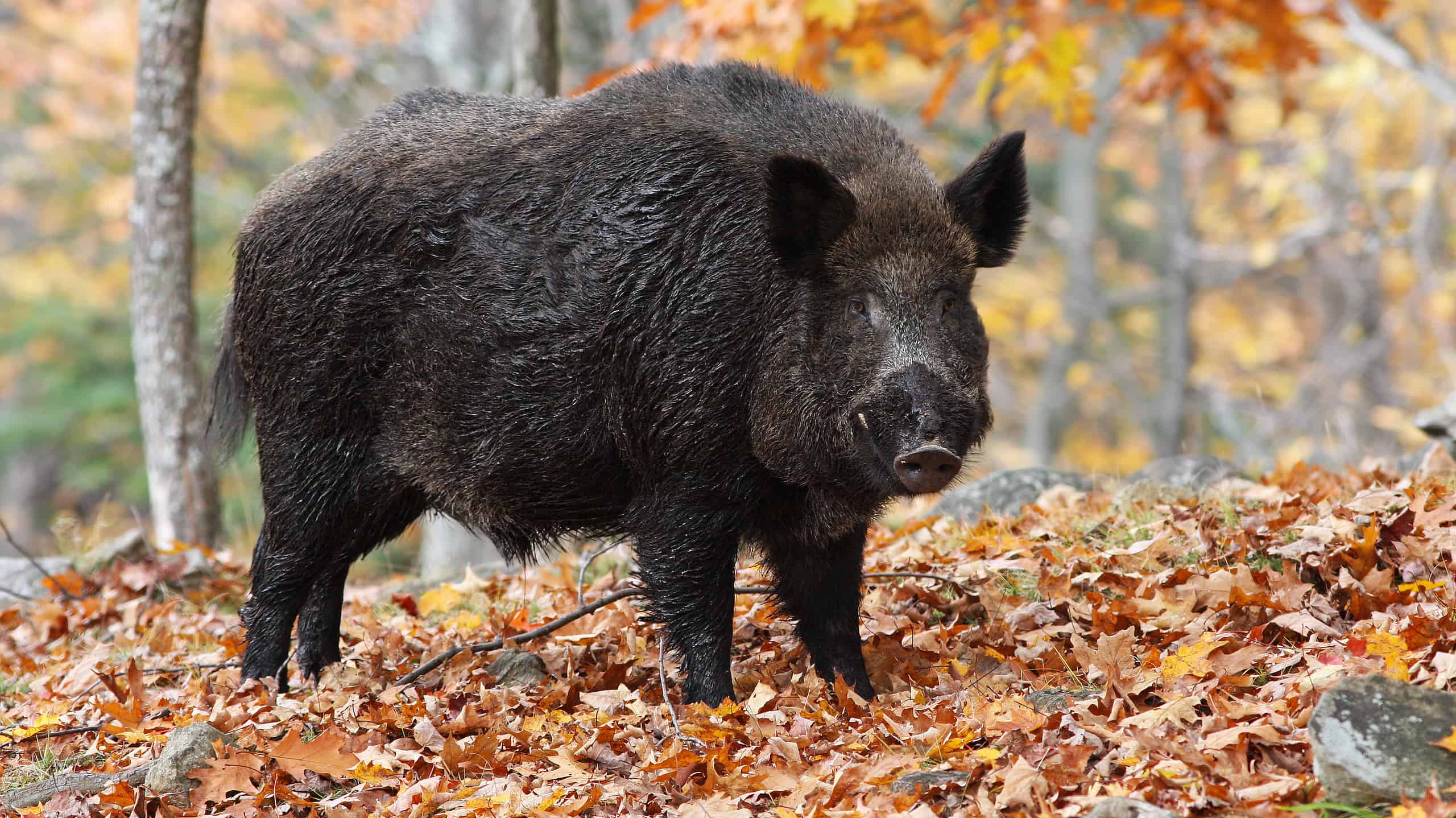 Nearly 1 in 5 Wild Hogs in the US Was Moved Illegally, and Their DNA ...