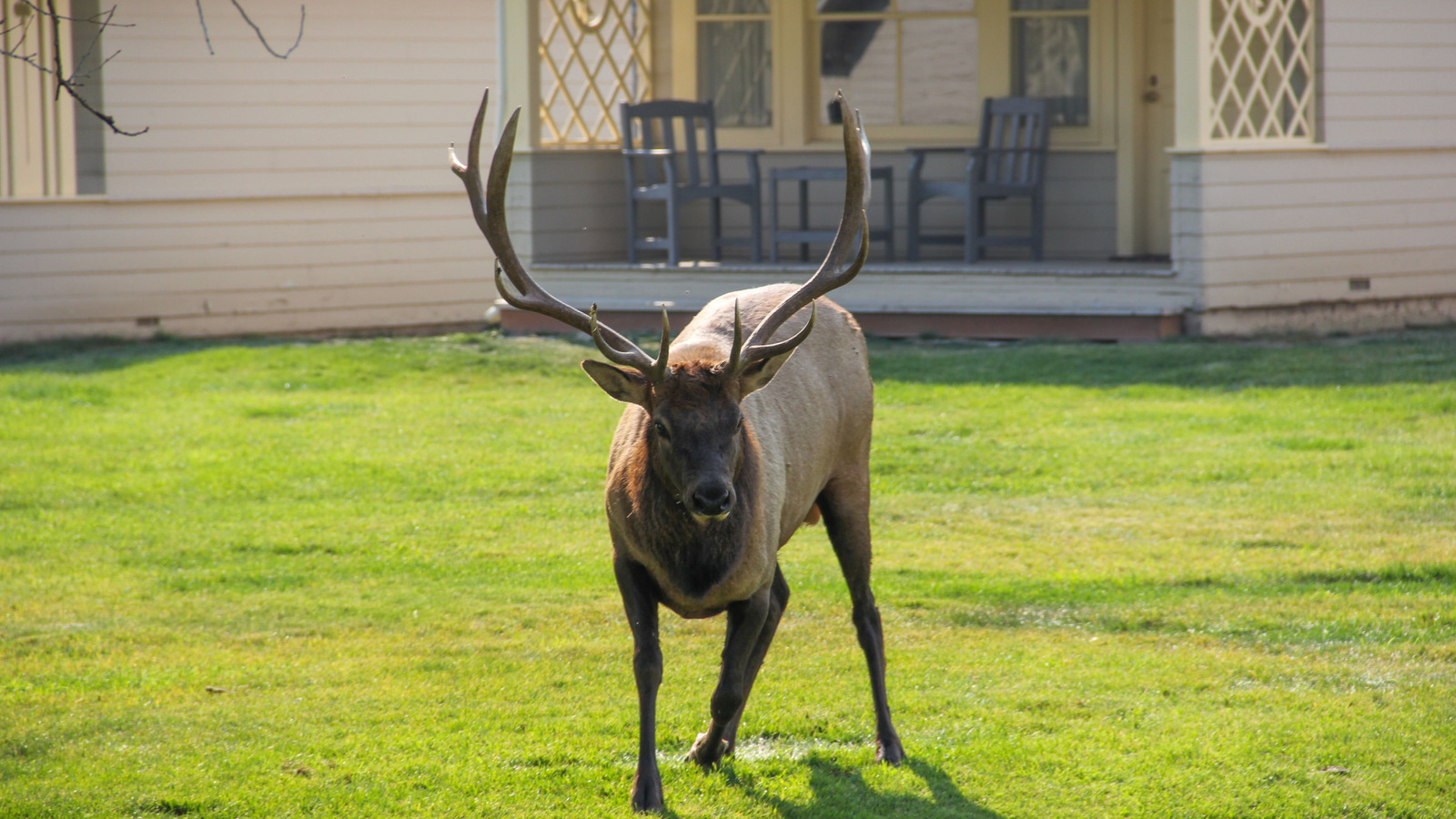 The Very Best Way To Keep Elk Out Of Your Yard