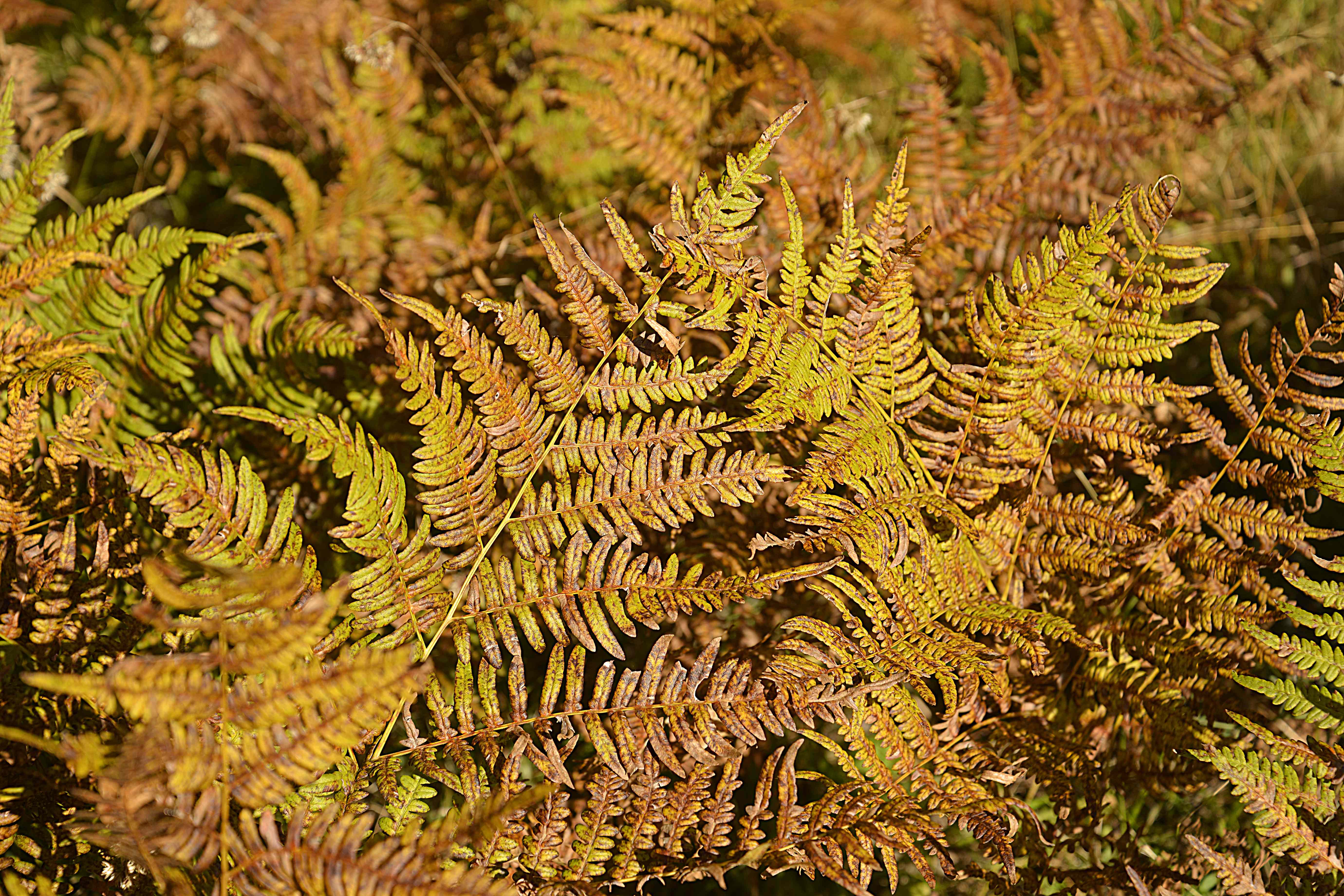 Should You Cut Ferns Back In Fall Or Wait Until Spring? - AOL