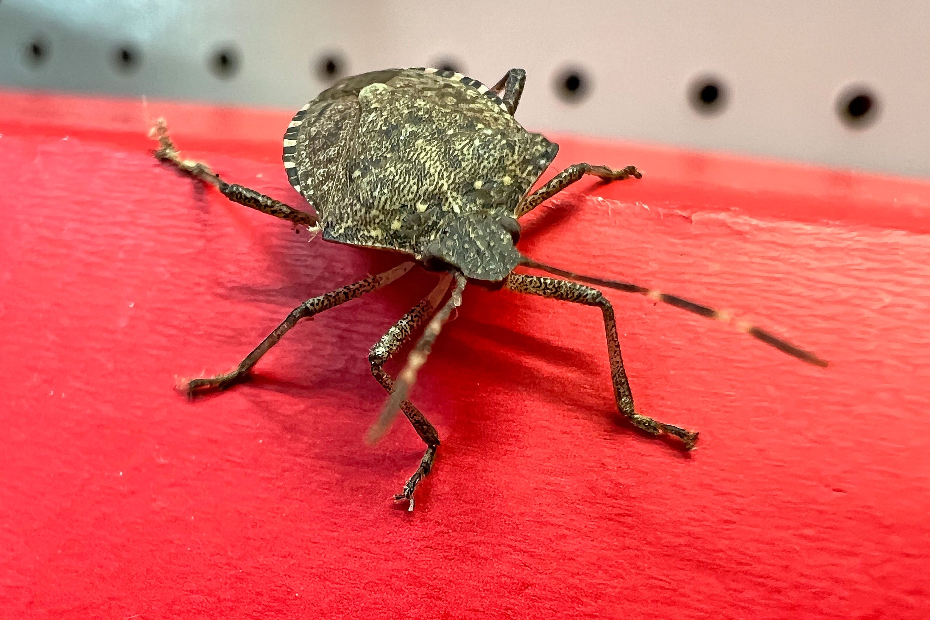 Getting stink bugs in the house? How to get rid of the smelly insects - AOL