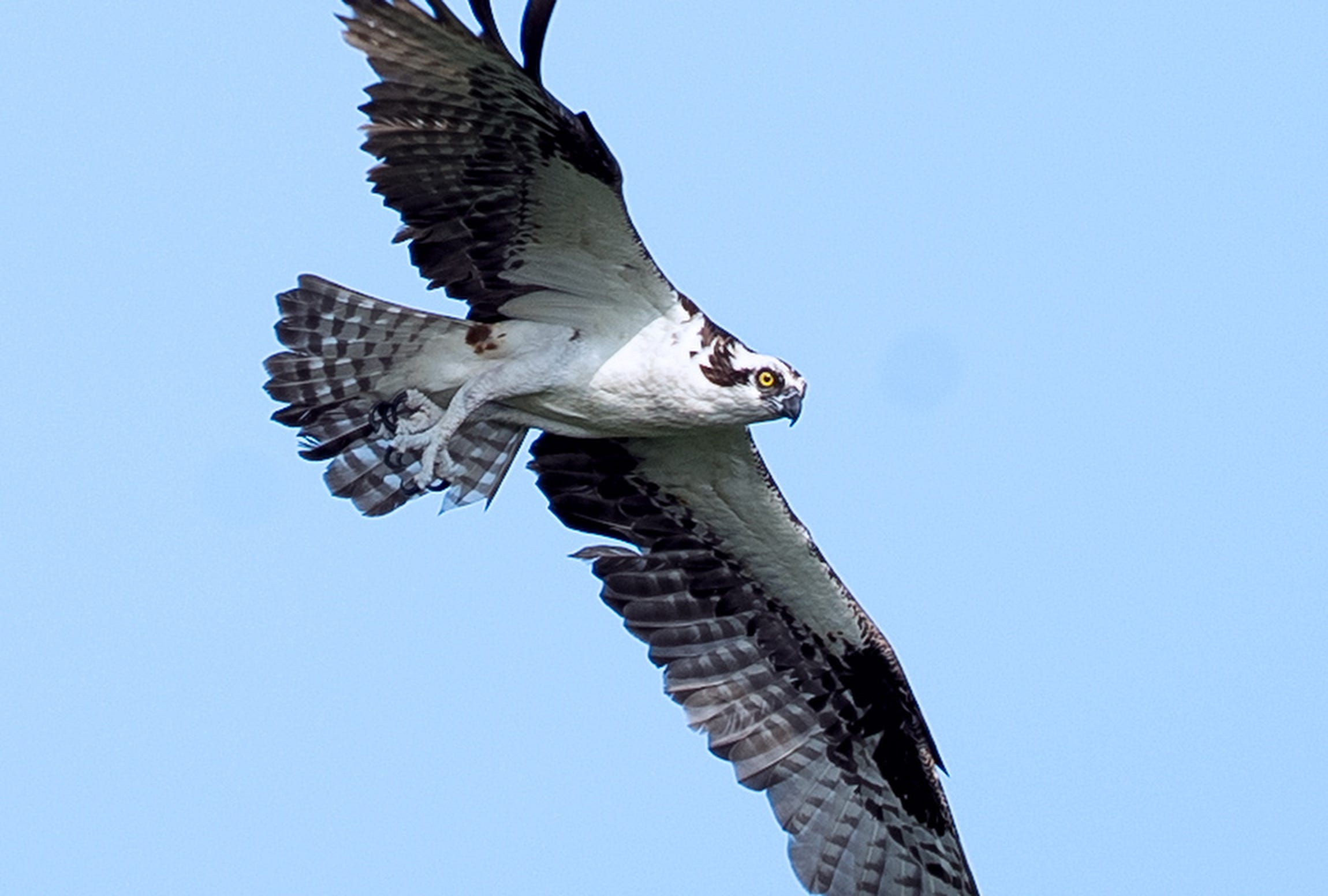 RI osprey chicks died in huge numbers this year. This fish may be why.