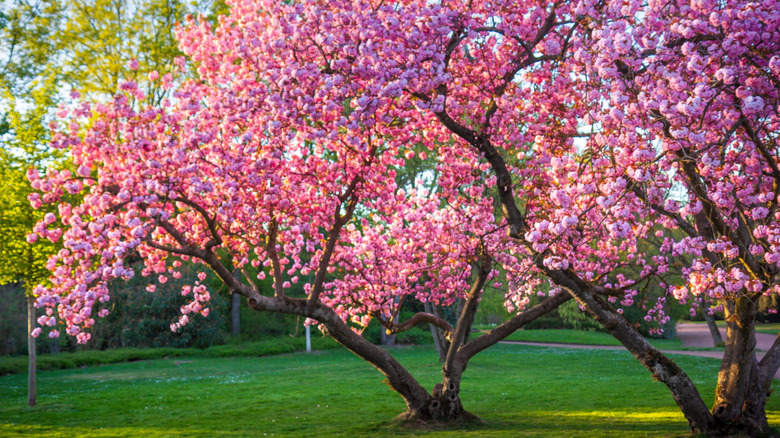 Spring Bright Tree 10 Plants To Avoid Pruning In October For A Healthier, Greener Spring - AOL