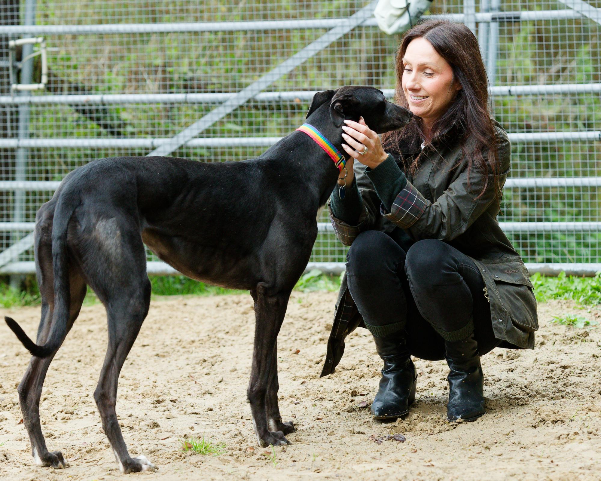 Welsh racing ban rehoming standoff sparks fears for greyhounds' welfare