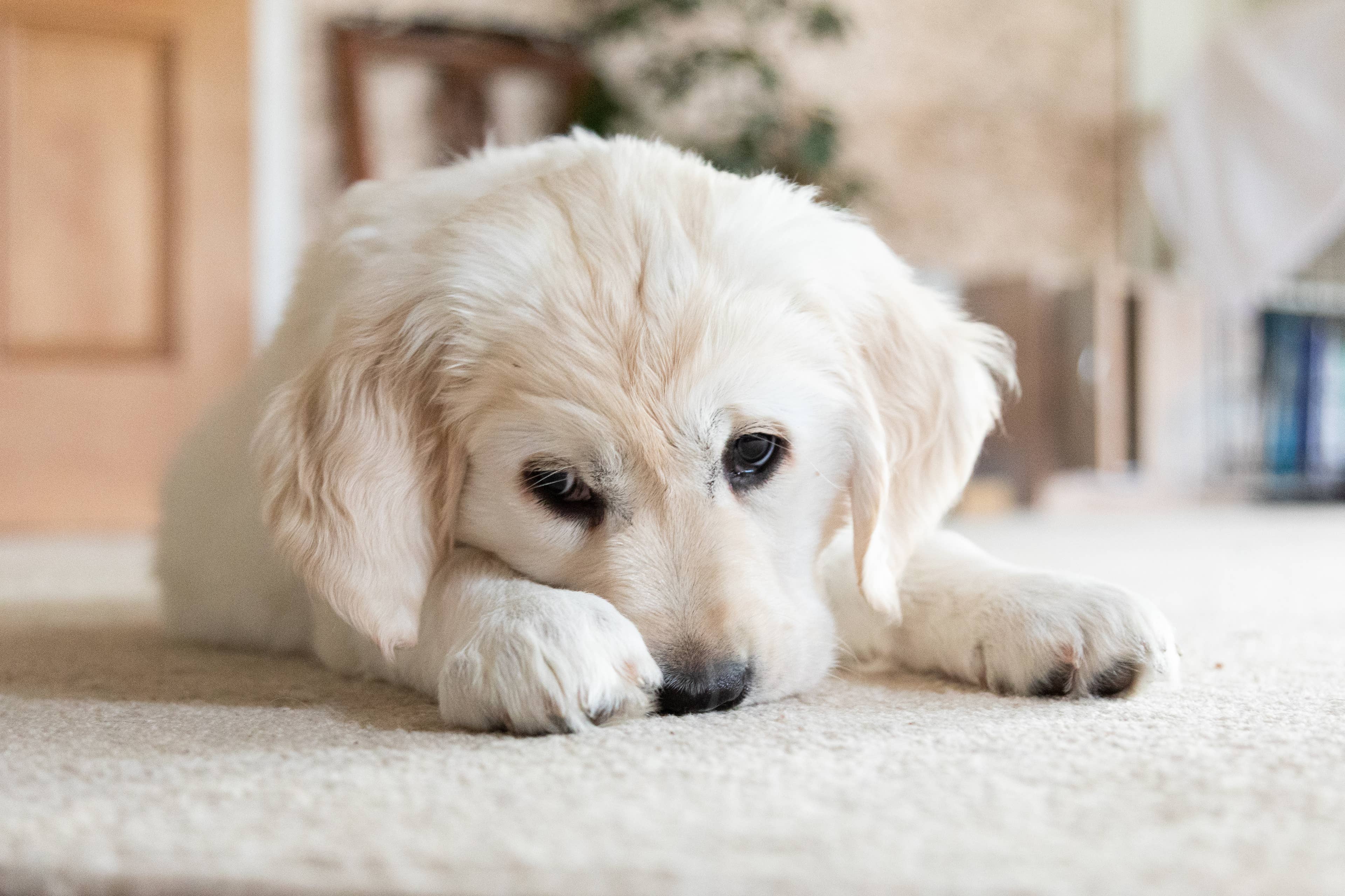 Golden Retriever Puppy Is Completely Over Dad’s Awkward Attempt at a ...