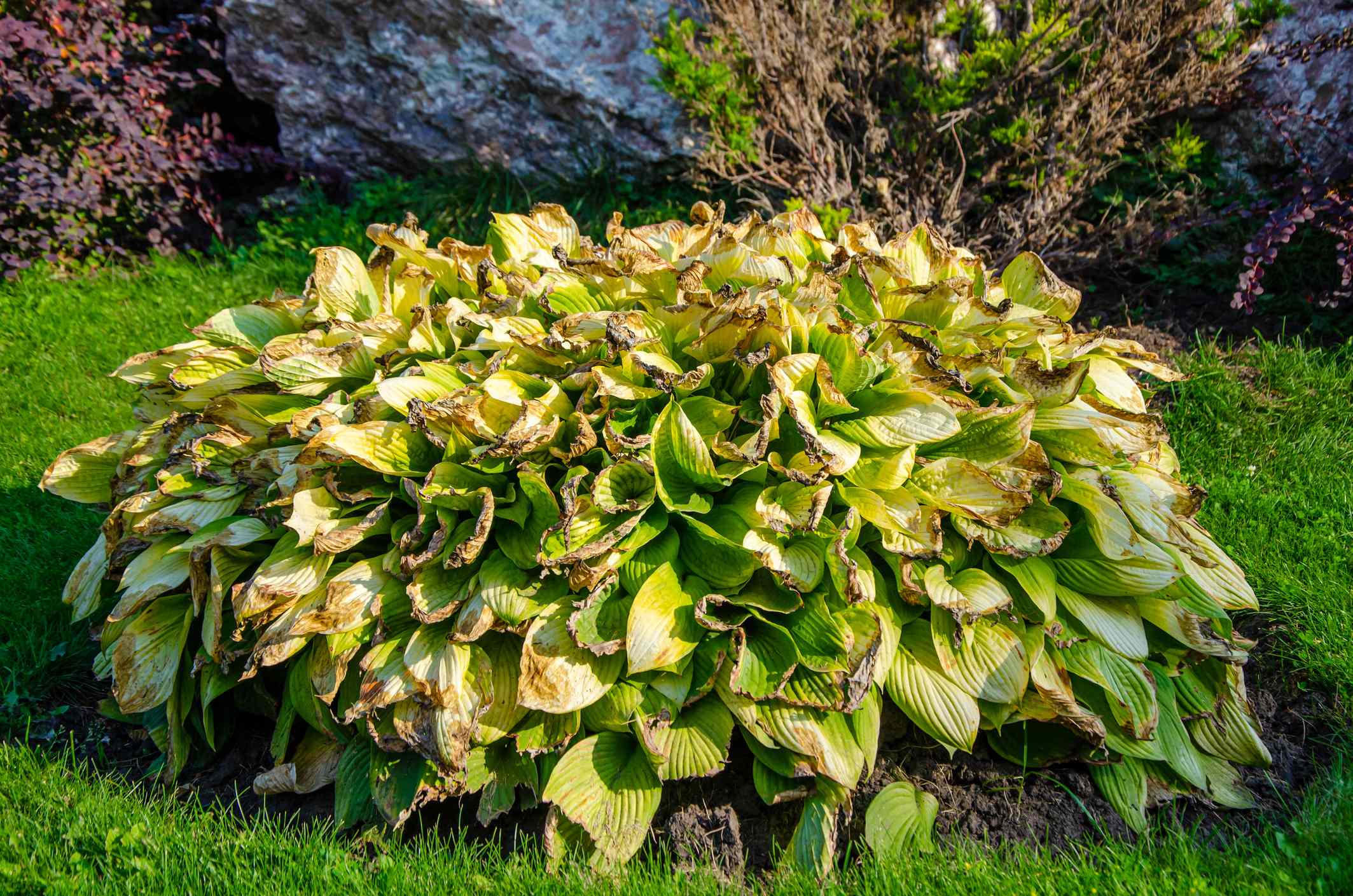 Wondering What to Do With Yellow Hostas This October? Here’s When to ...