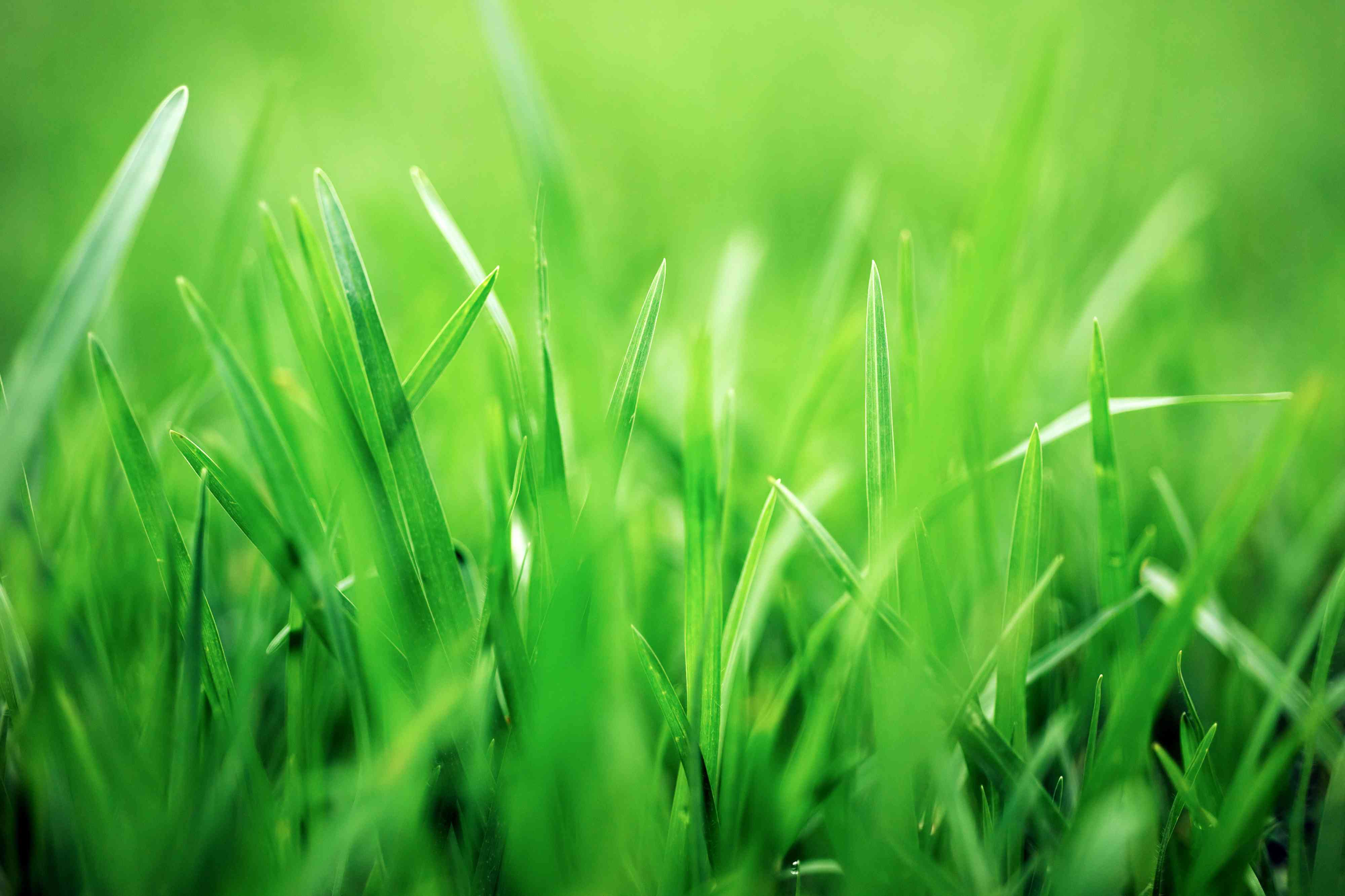 The Best Time to Plant Grass Seed for a Greener, Healthier Lawn, According to Gardeners