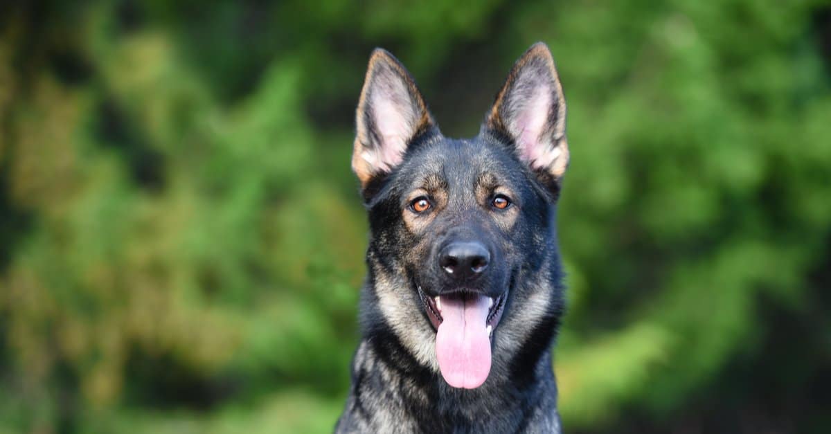 German Shepherd Jumps Into Ocean to Join Dolphins Beside Boat
