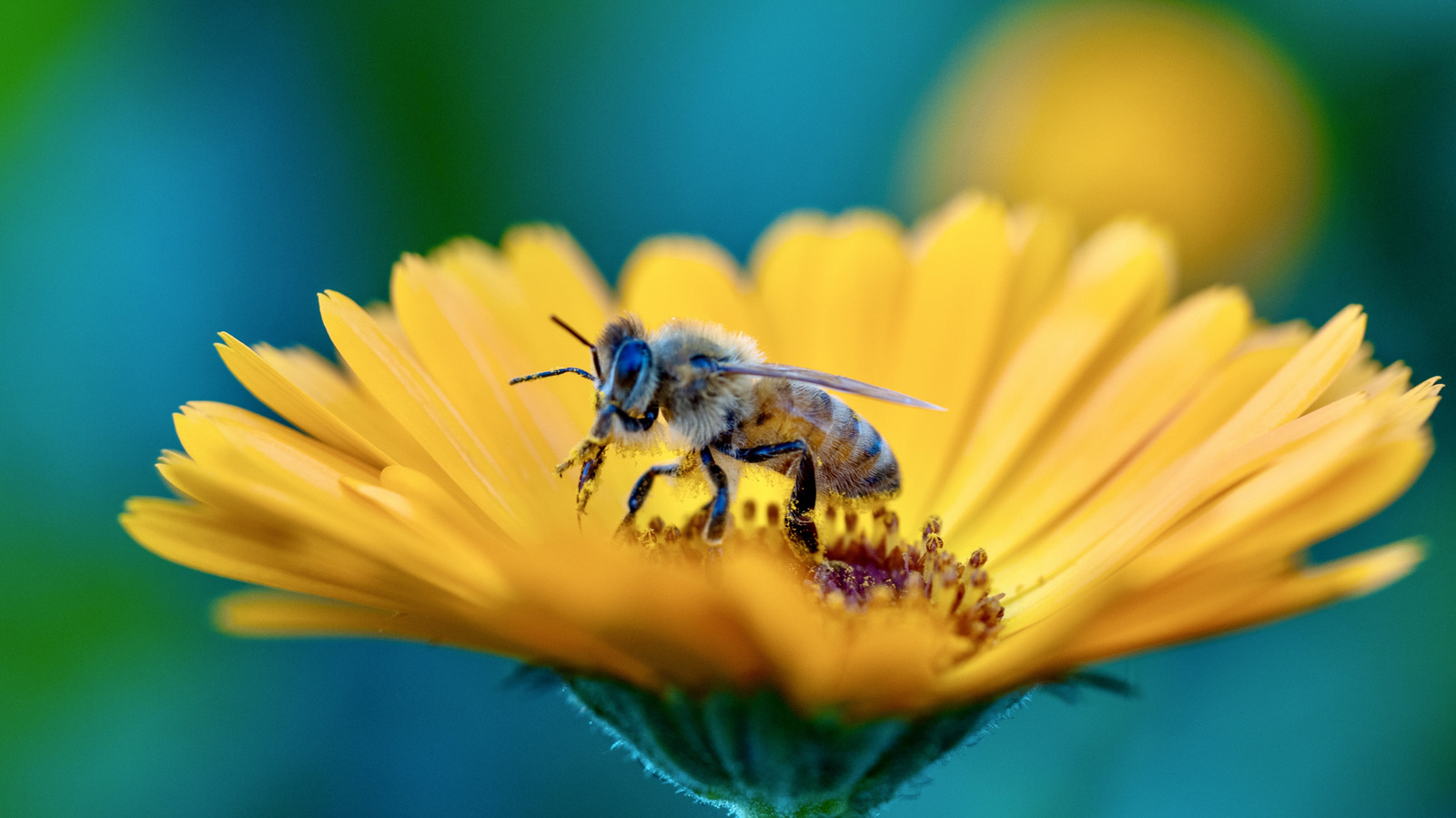 Paper Cut Insect Don't Toss Old Toilet Paper Rolls: Use Them To Create A Bee-Friendly ...