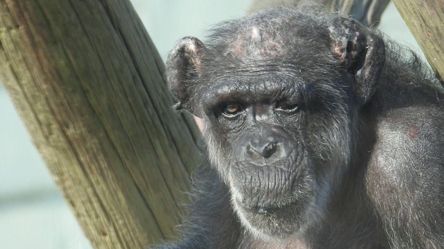 'Wise and resilient matriarch' Mabel the chimpanzee dies aged 60