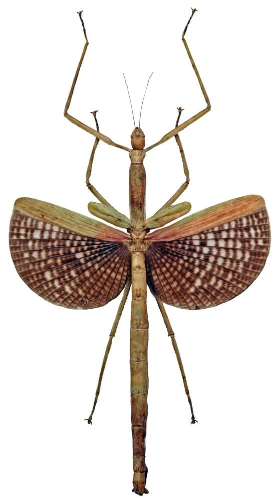Stack Insect Two Giant Stick Insects Were Hiding in Plain Sight - AOL