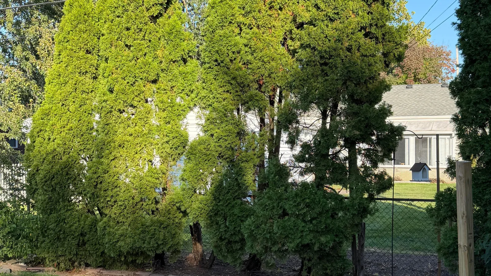 Neighbor Hacks Away at Homeowner’s 27-Year-Old Privacy Trees Without ...