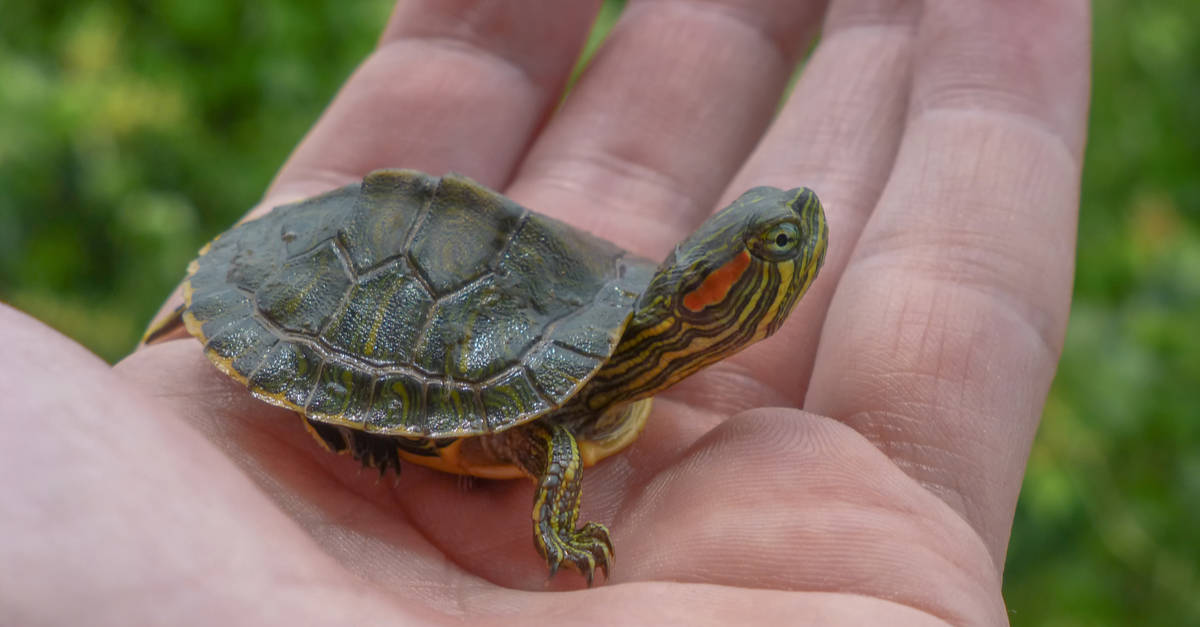 India's Exotic Pet Boom Results in 12,385 Turtles Seized