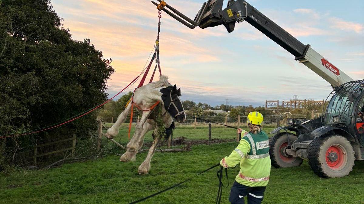 Wetley Rocks Neigh bother: Horse hoisted out of ditch - AOL