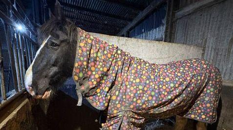 Wetley Rocks Neigh bother: Horse hoisted out of ditch - AOL