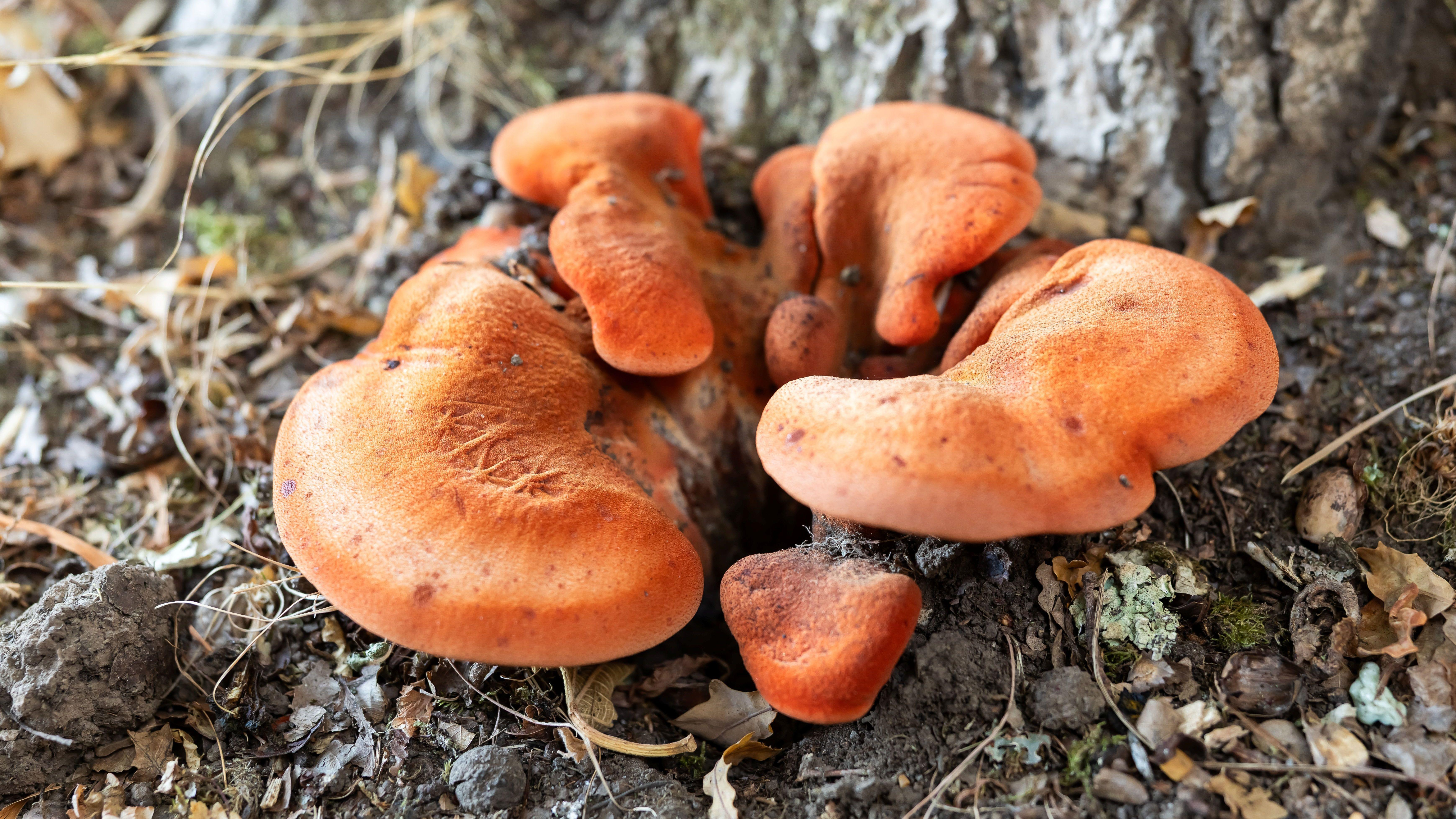 Record mushroom sightings predicted this autumn - AOL