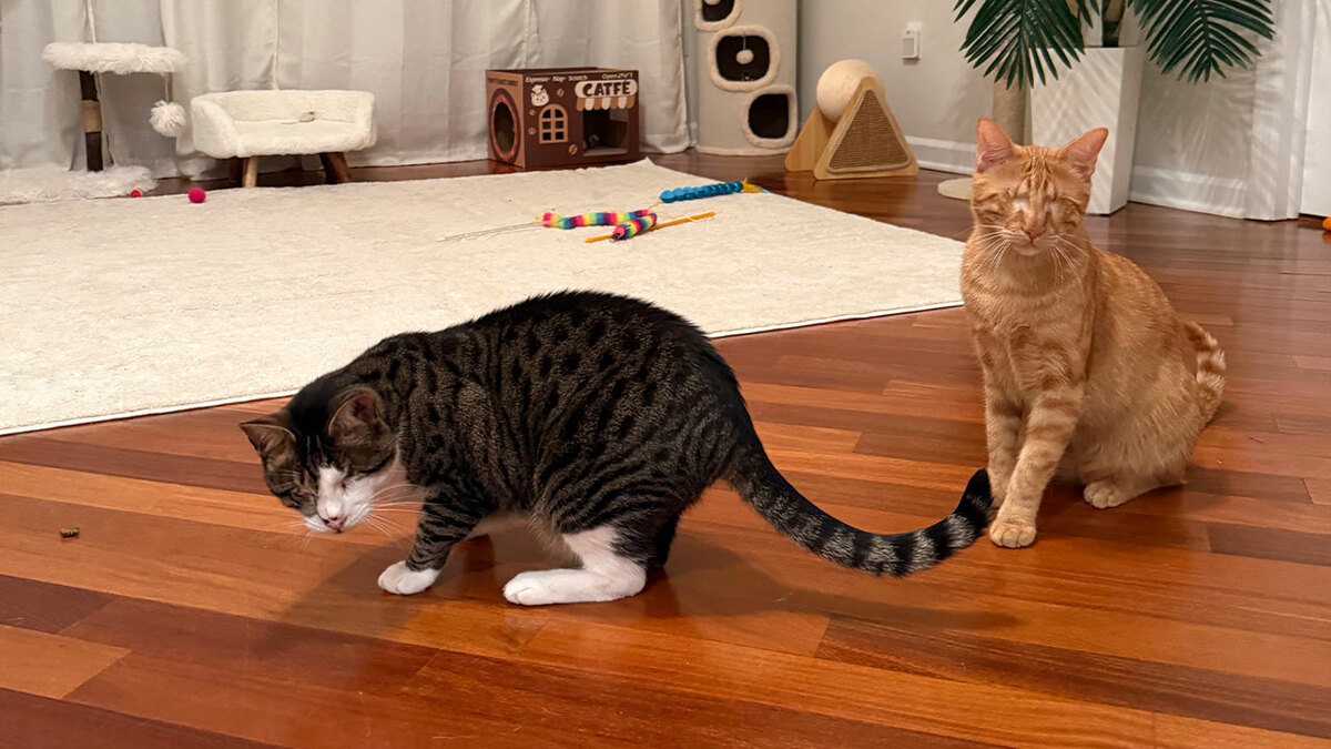 Two Blind Rescue Cats Get Adopted To The Same Family And End Up Sharing The Same “Gotcha Day”