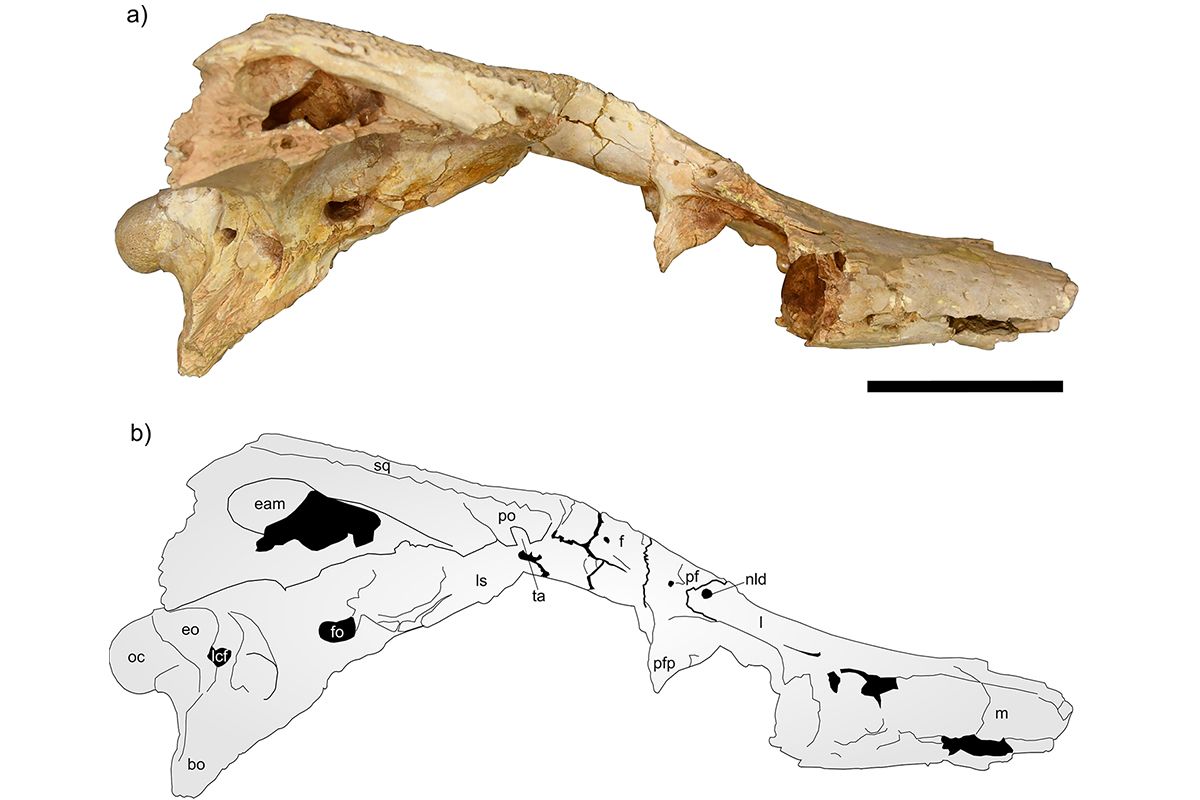 In 2,500 B.C.E., Construction of Egypt’s Great Sphinx Commenced. Now, the Same Stone Utilized in Its Creation Has Uncovered a New Crocodile Species. In 2,500 B.C.E., Construction of Egypt’s Great Sphinx Commenced. Now, the Same Stone Utilized in Its Creation Has Uncovered a New Crocodile Species.