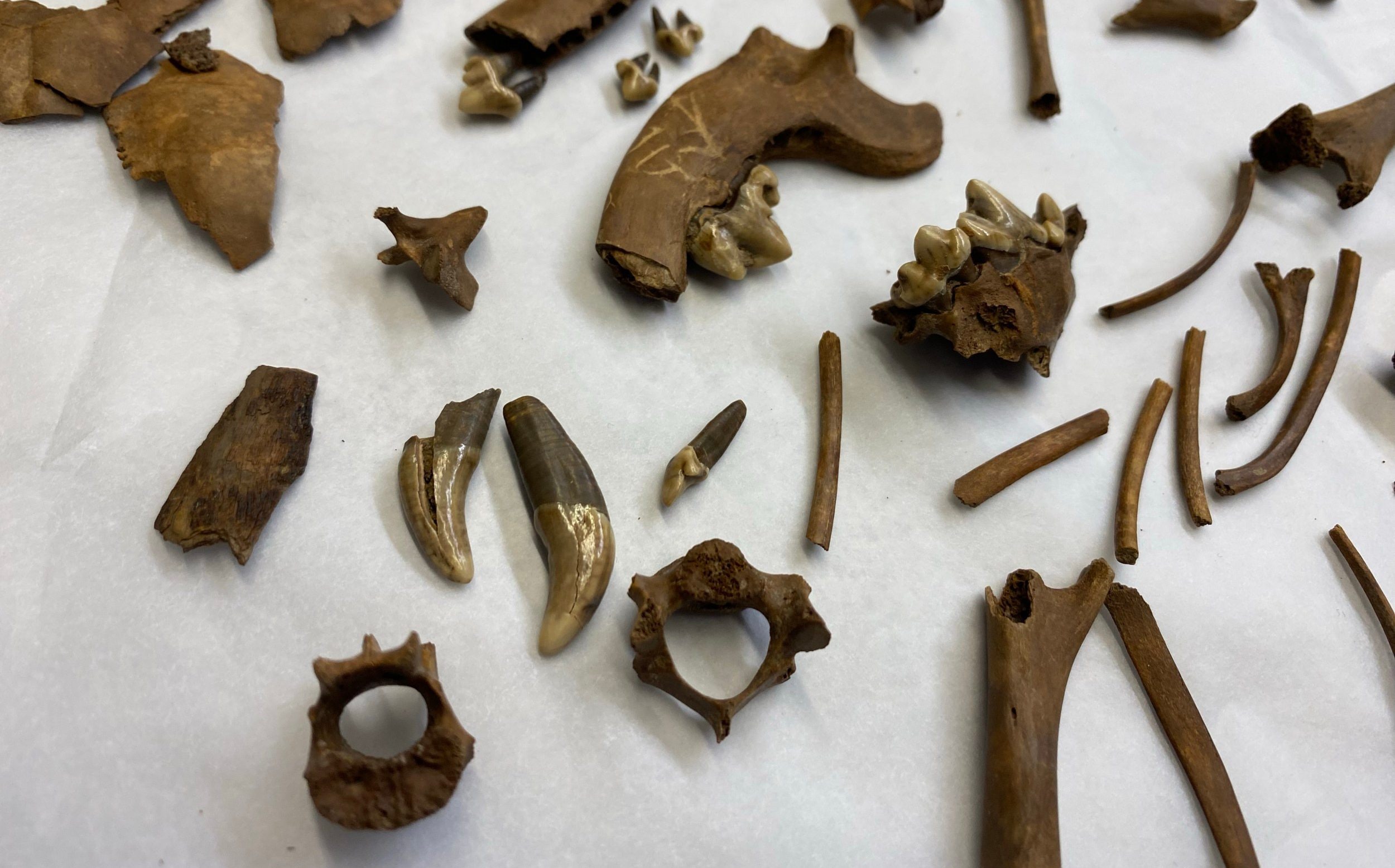 Iron Age man's best friend: Britain's oldest lap dog found near Skegness