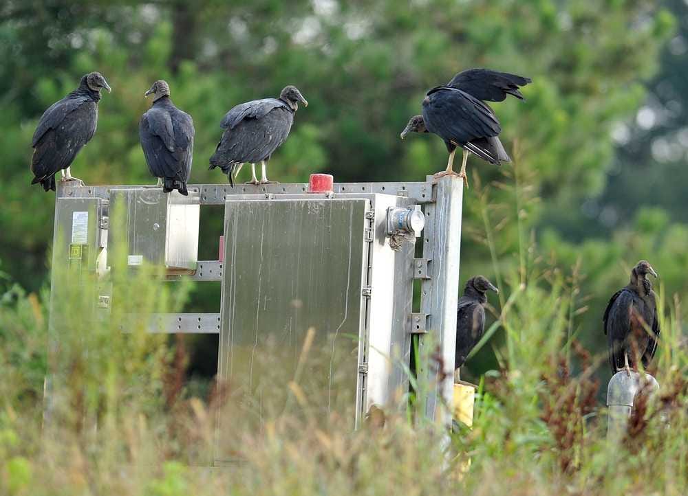 VHS Fest, folk art and live music highlight Athens weekend - AOL