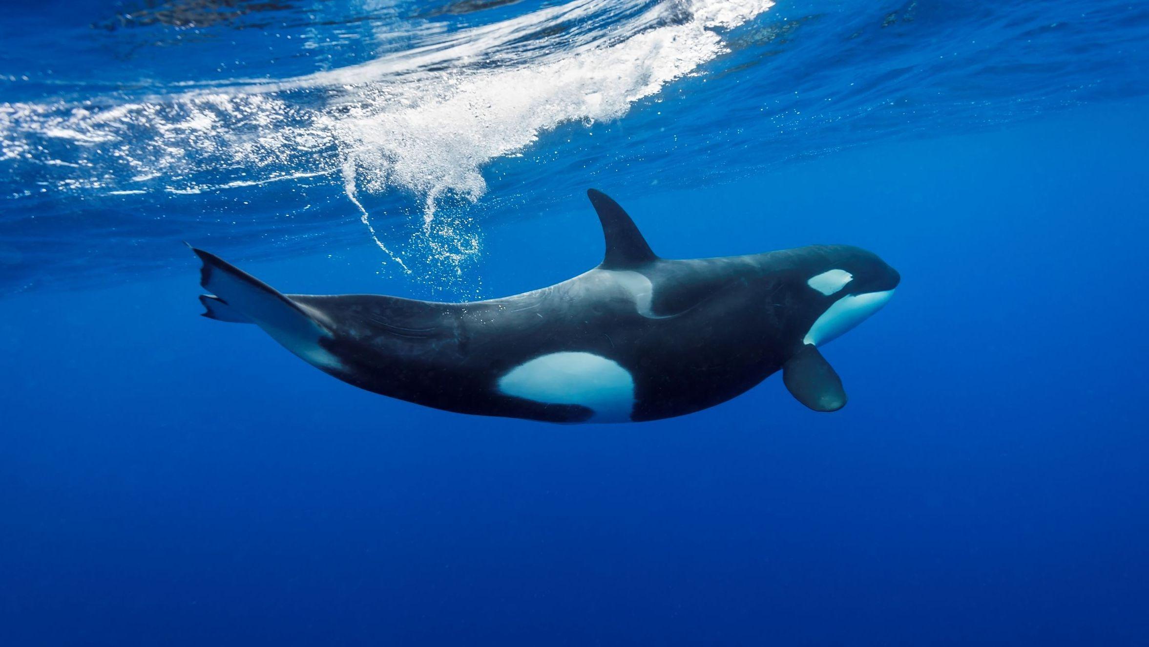 Orca found in Uist 'one of oldest males ever recorded' say scientists