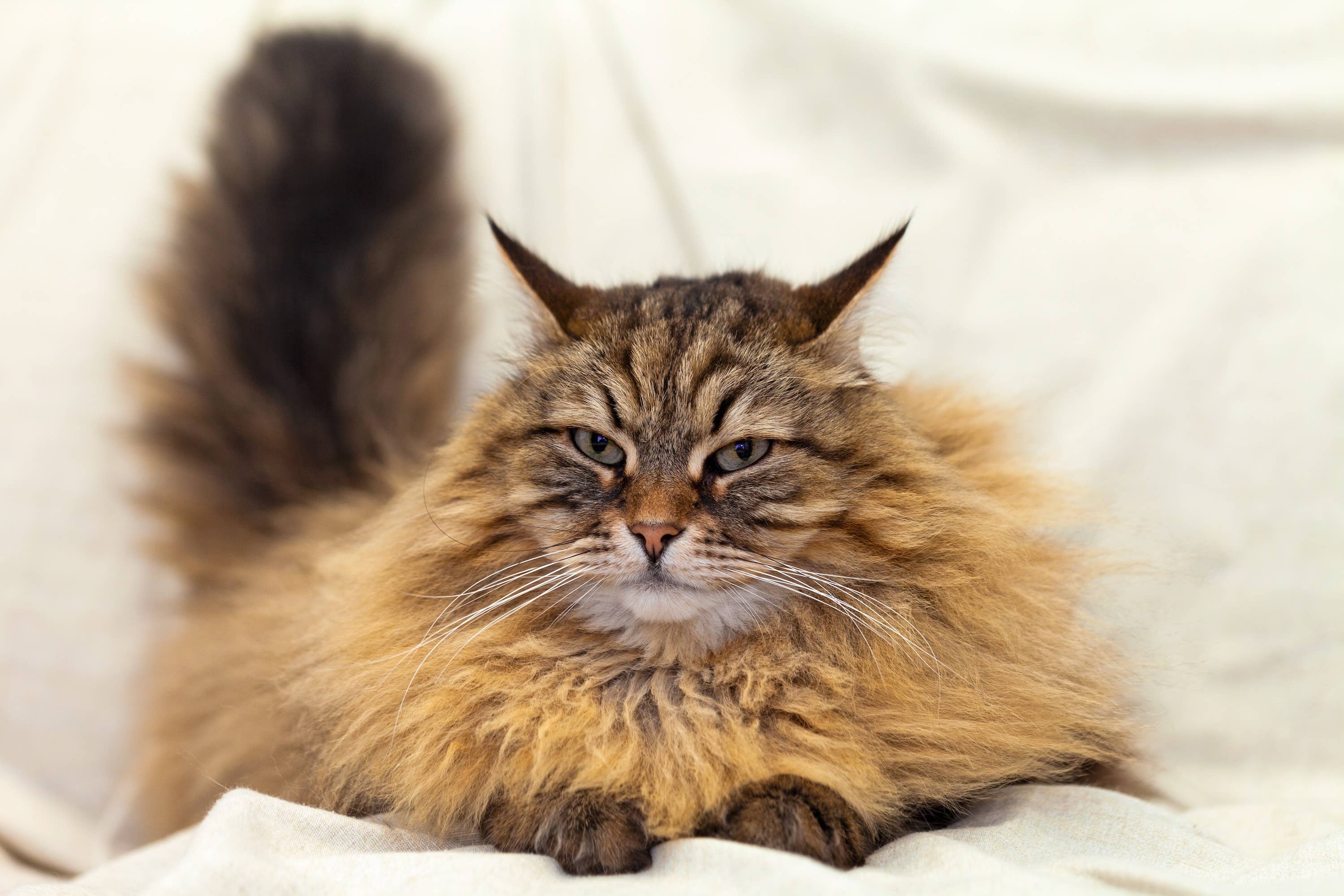 Giant Cat’s Tummy-Up Nap Has Everyone Wanting to Risk a Belly Rub