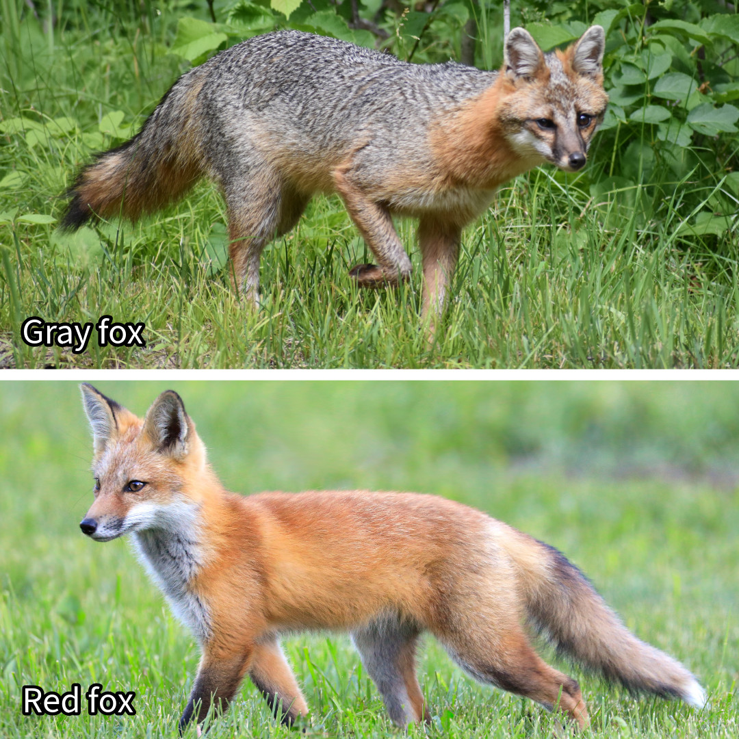 Photos of rare melanistic gray fox spotted shared by DNR - AOL
