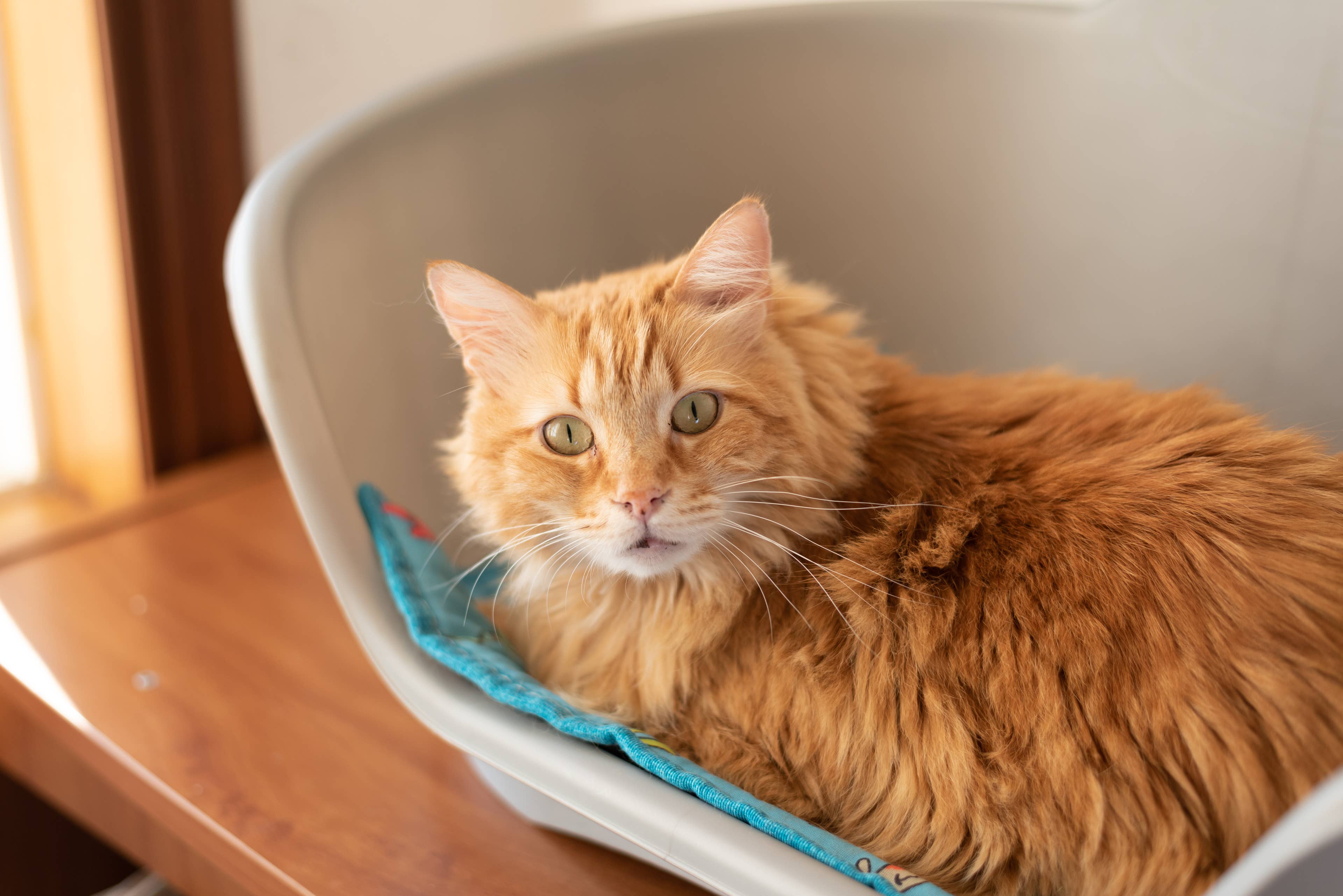 Resilient Senior Cat Alani Thrives in Rescue After Being Malnourished ...